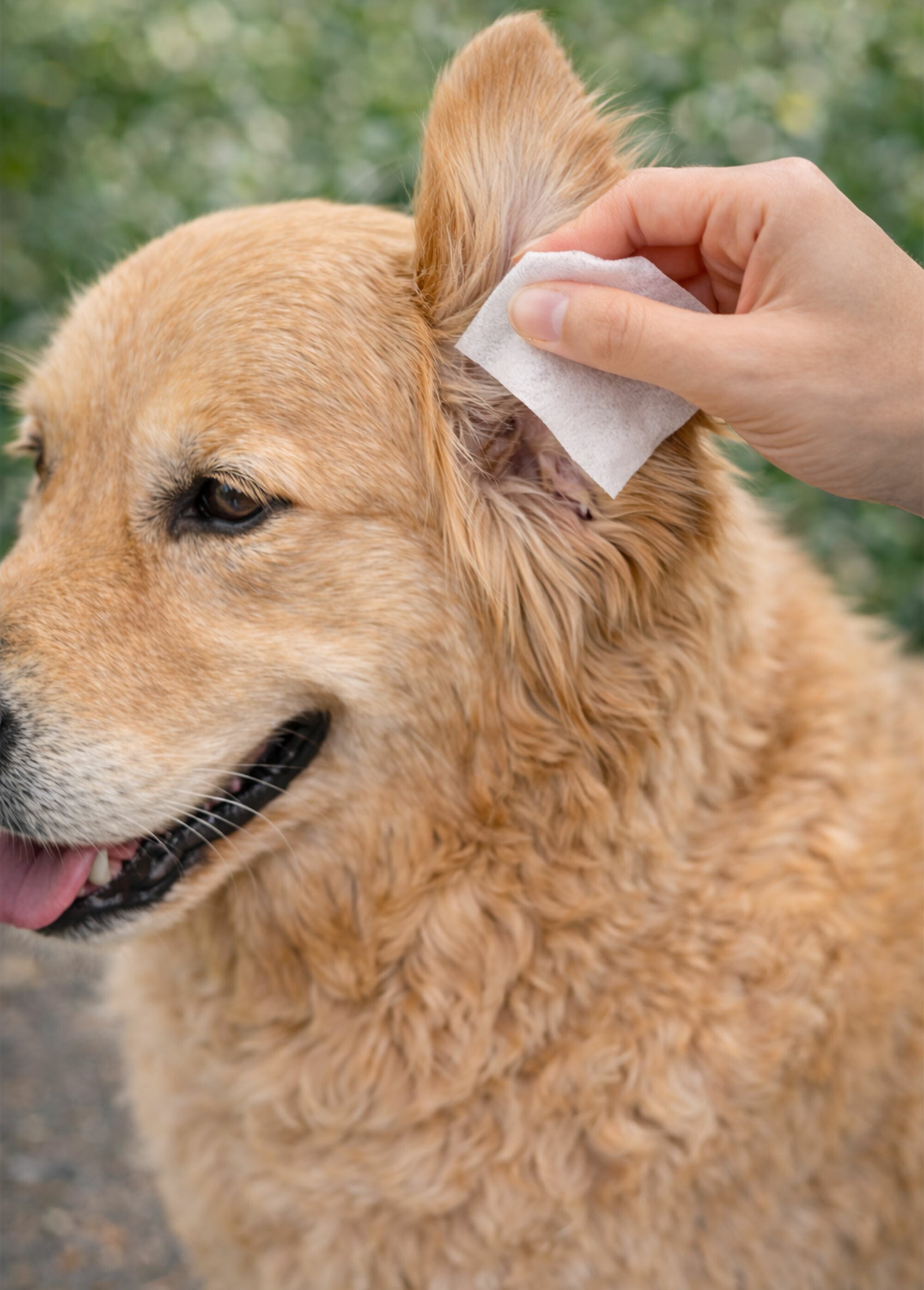 Lingettes pour oreilles chien/chat BLANC RIG-10095018EL SI1