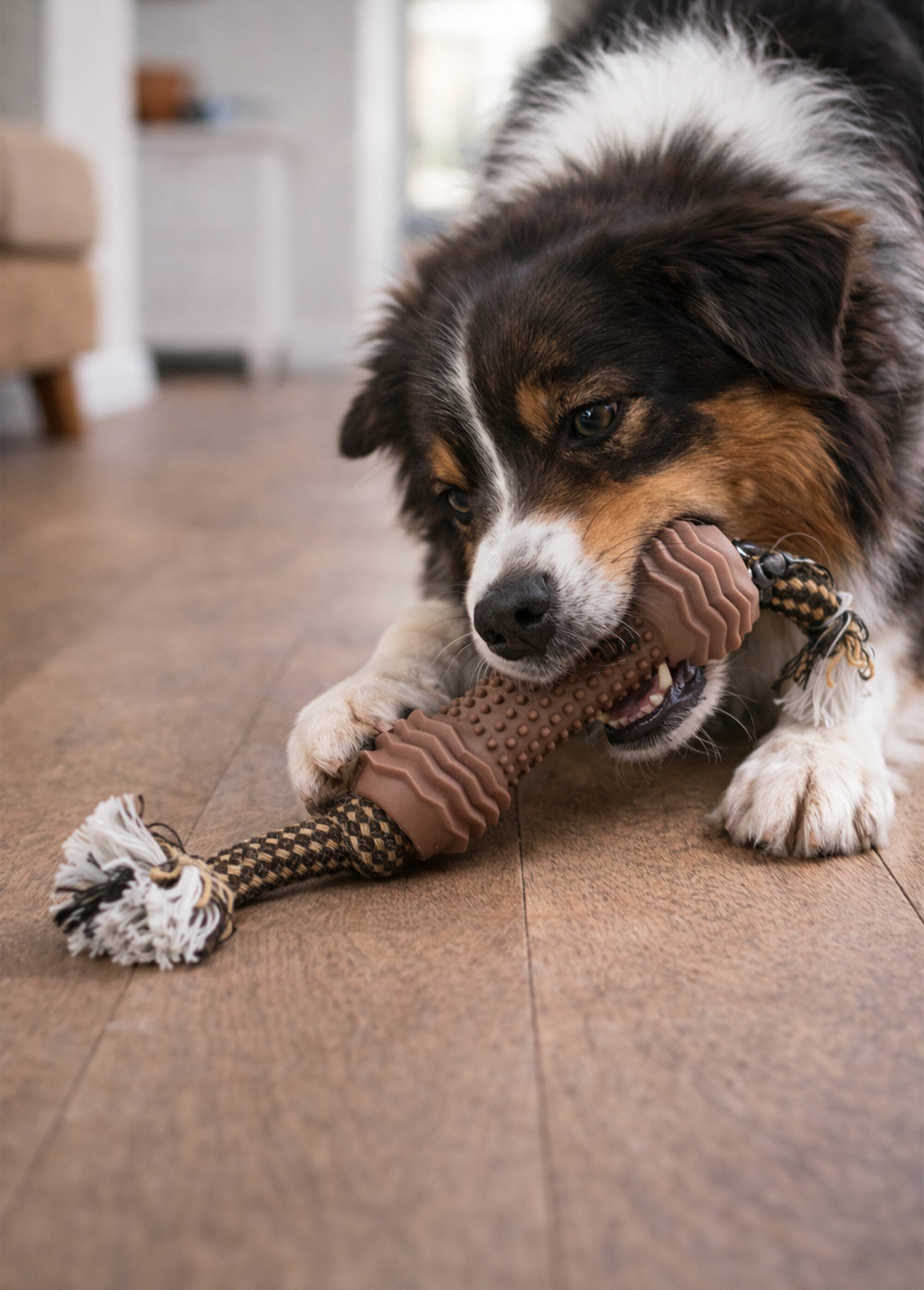 Jouet pour chien, haltère + corde MARRON RIG-00005982EL SI1