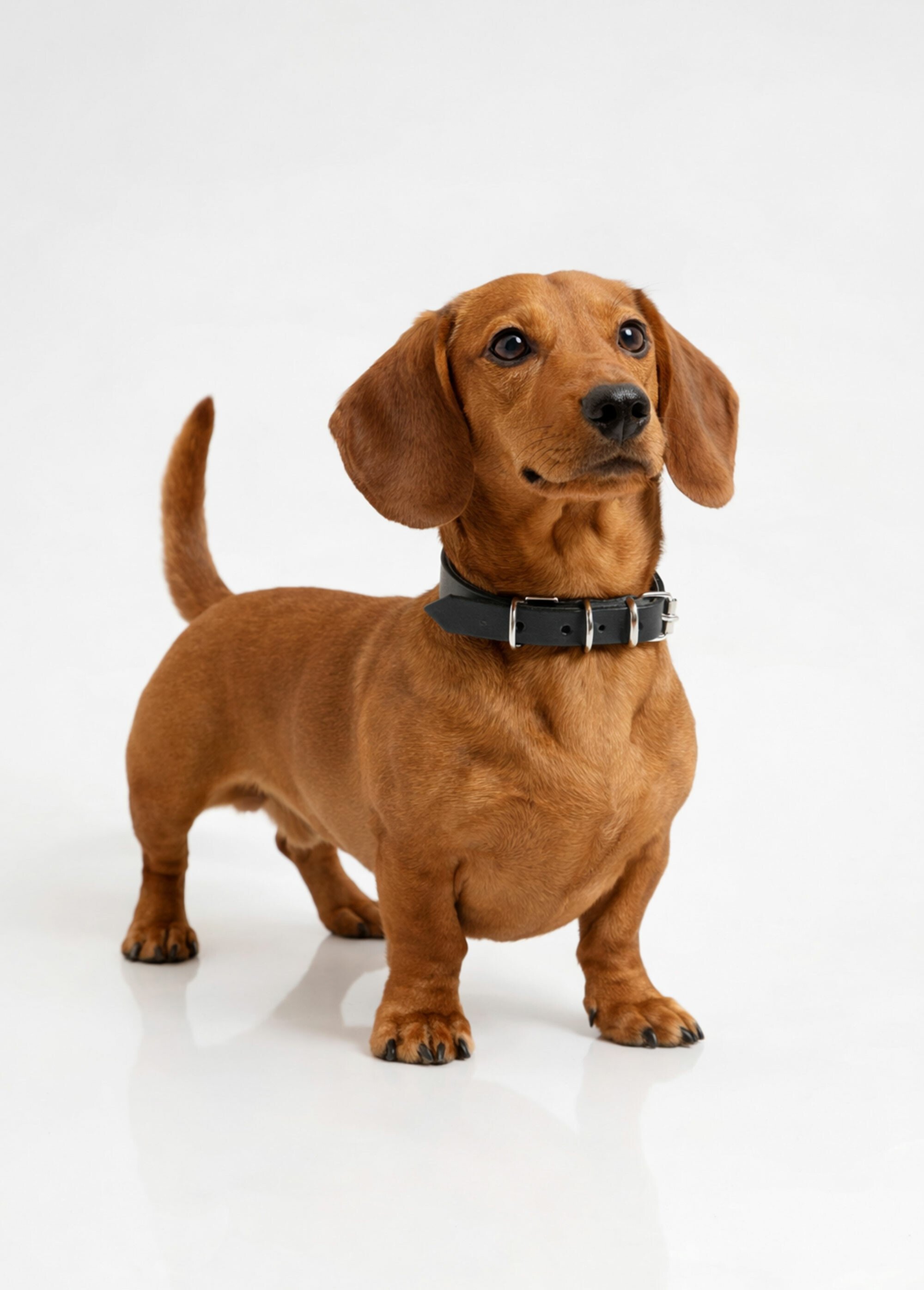 Collier cuir et boucle métal, pour chien NOIR RIG-00005719EL SI1