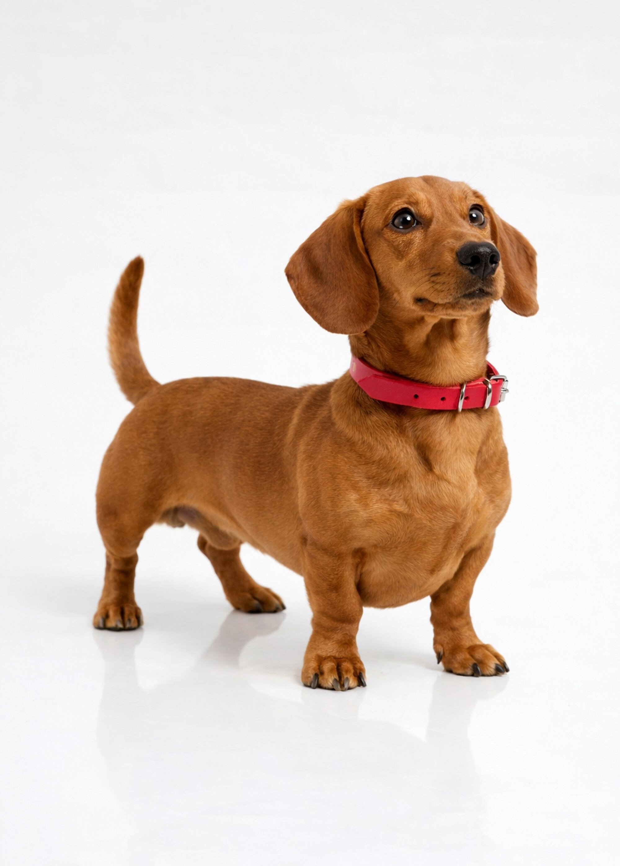 Collier cuir et boucle métal, pour chien ROUGE RIG-00005719EL SI1