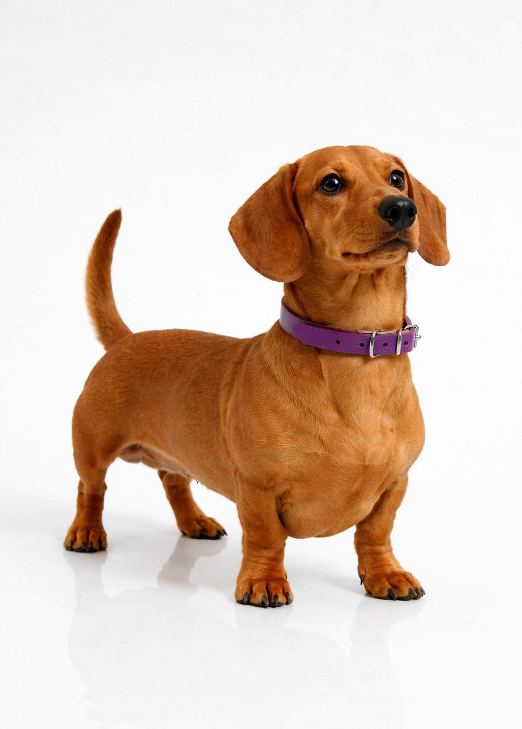 Collier cuir et boucle métal, pour chien VIOLET RIG-00005719EL SI1