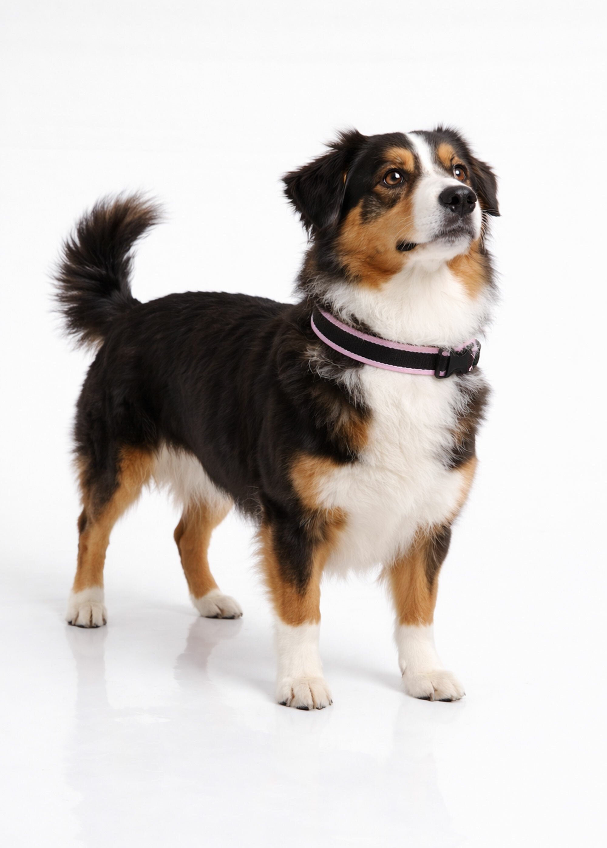 Collier bicolore, chien taille moyenne ROSE RIG-00005649EL SI1