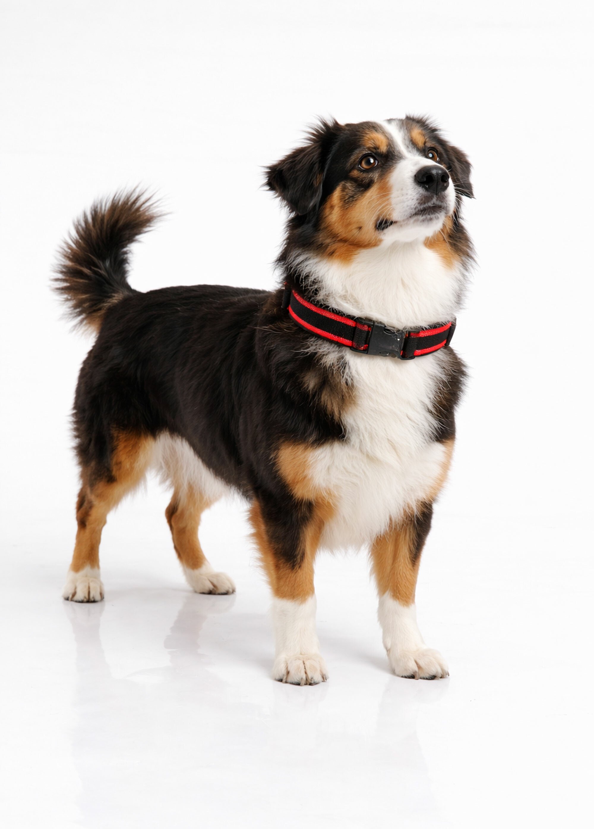 Collier bicolore, chien taille moyenne ROUGE RIG-00005649EL SI1