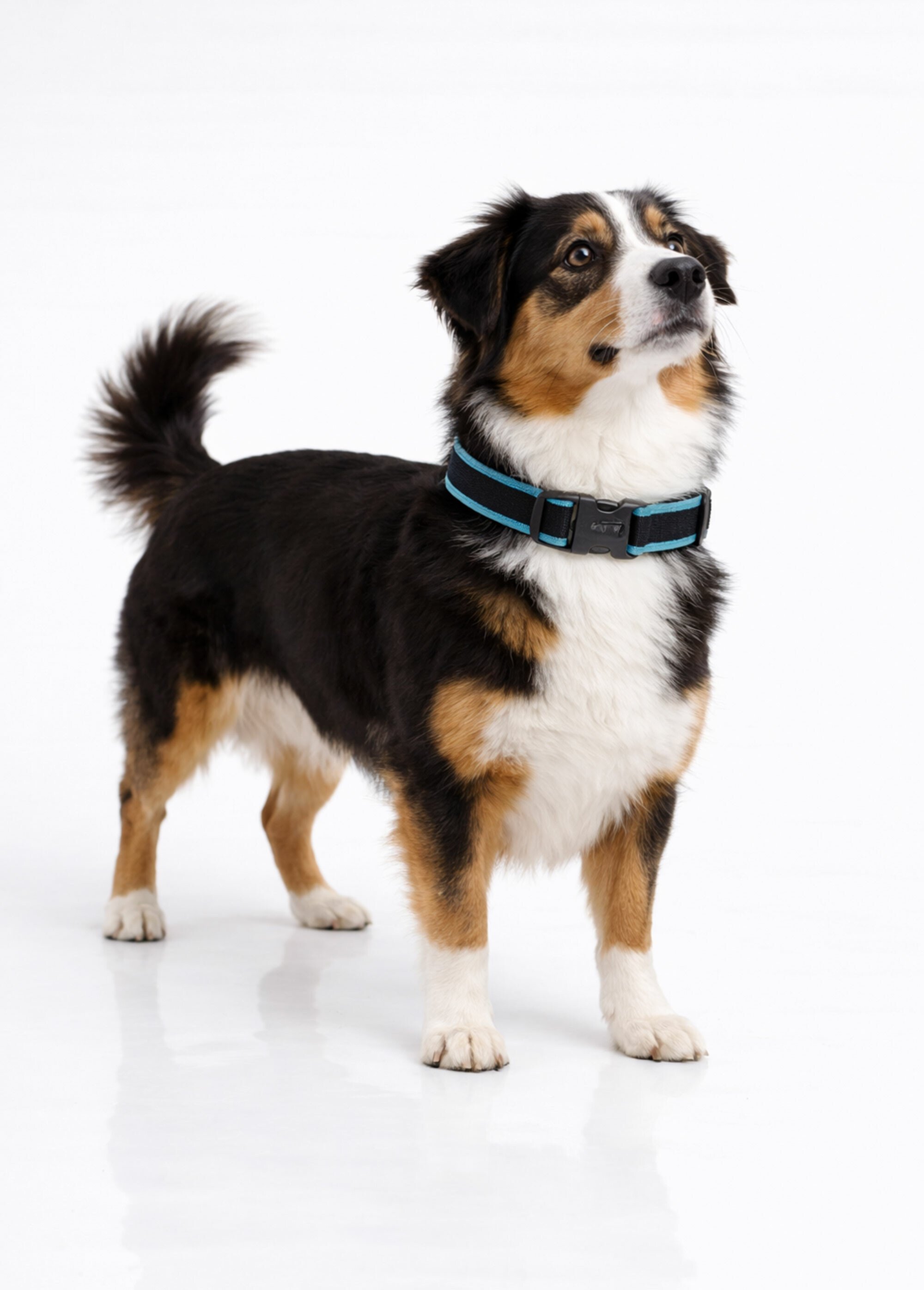 Collier bicolore, chien taille moyenne BLEU RIG-00005649EL SI1