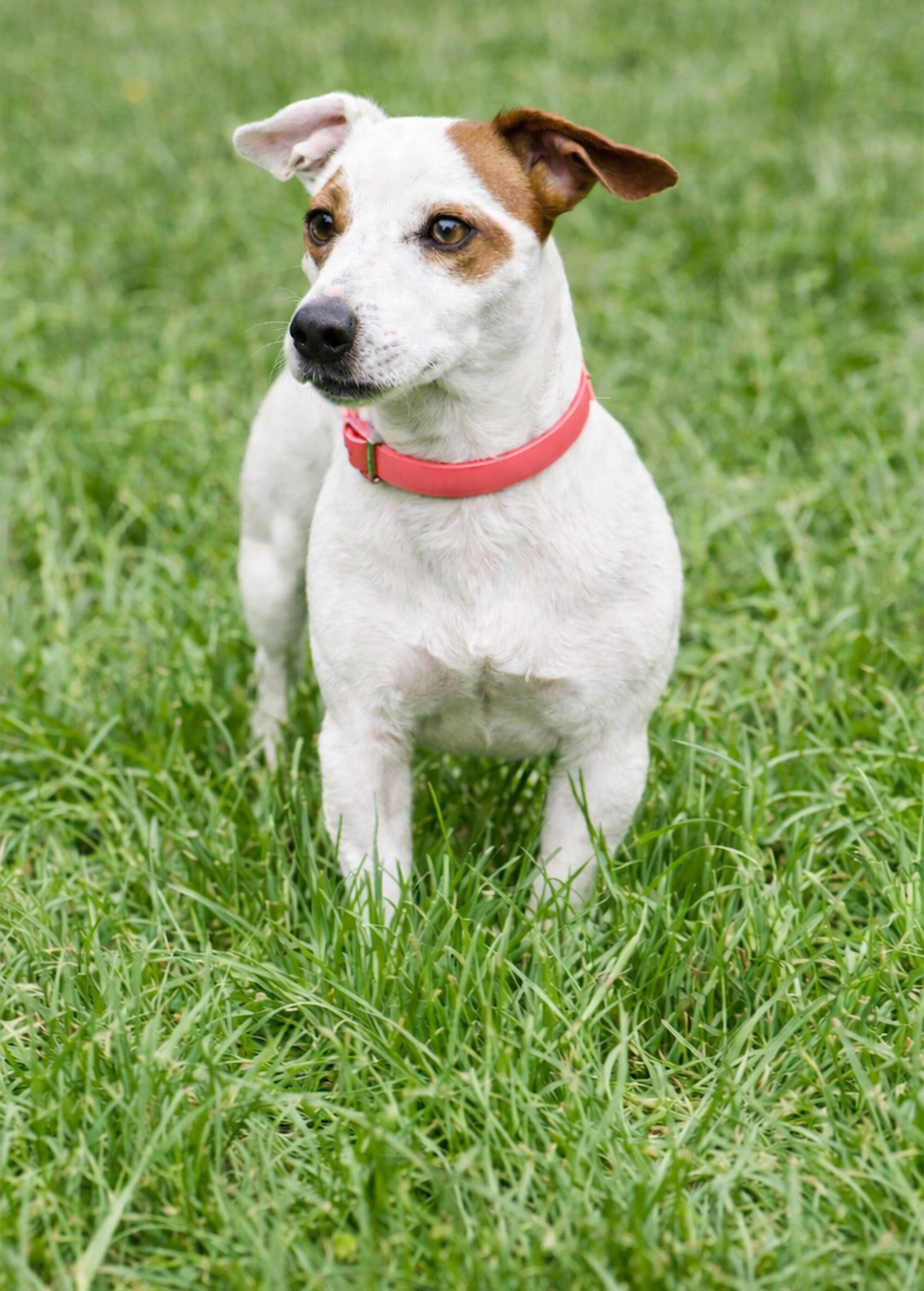 Collier fantaisie pour grand chien ROSE RIG-00005660EL SI1