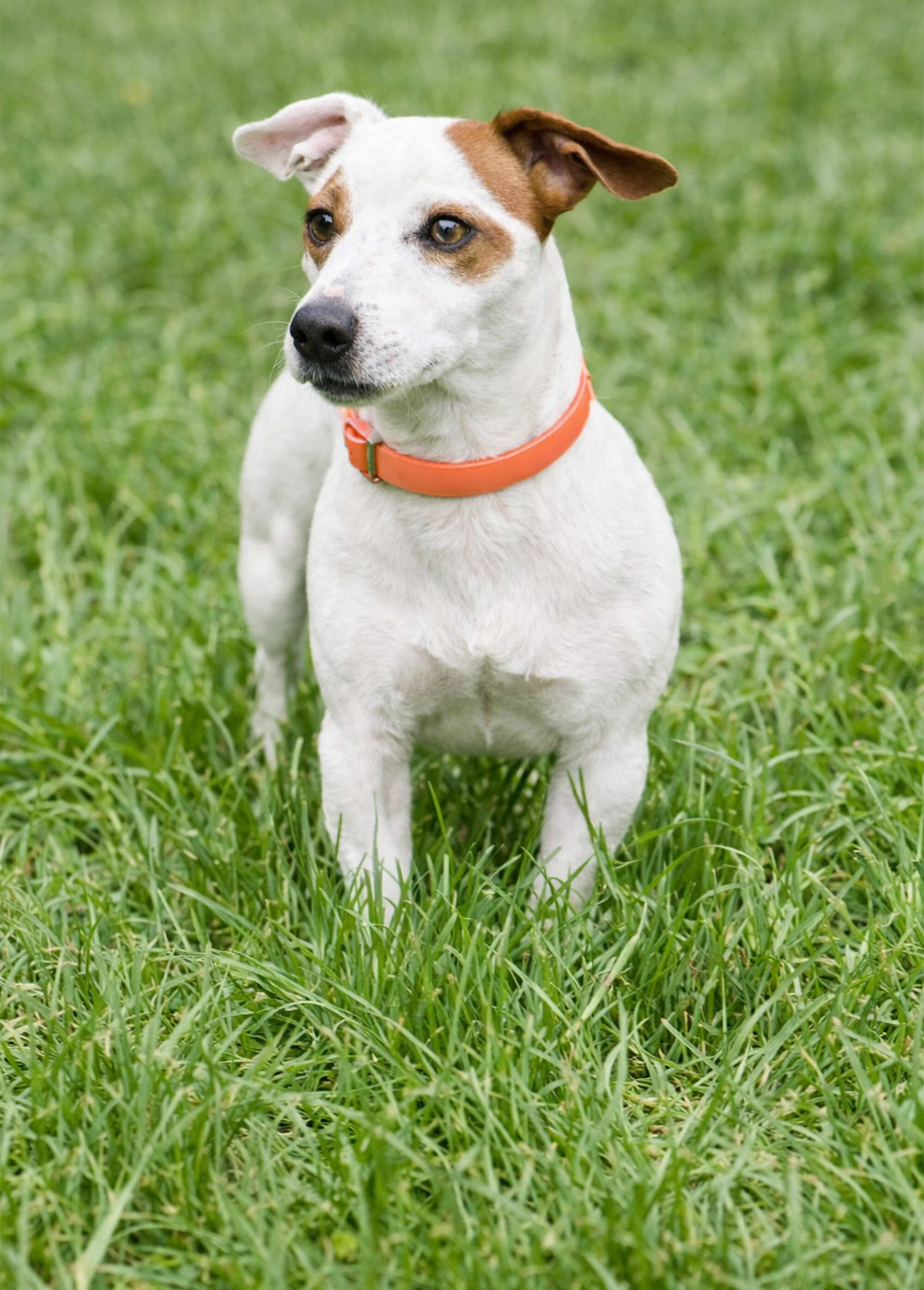 Collier fantaisie pour grand chien ORANGE RIG-00005660EL SI1