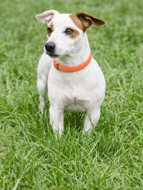 Collier fantaisie pour grand chien ORANGE RIG-00005660EL SI1