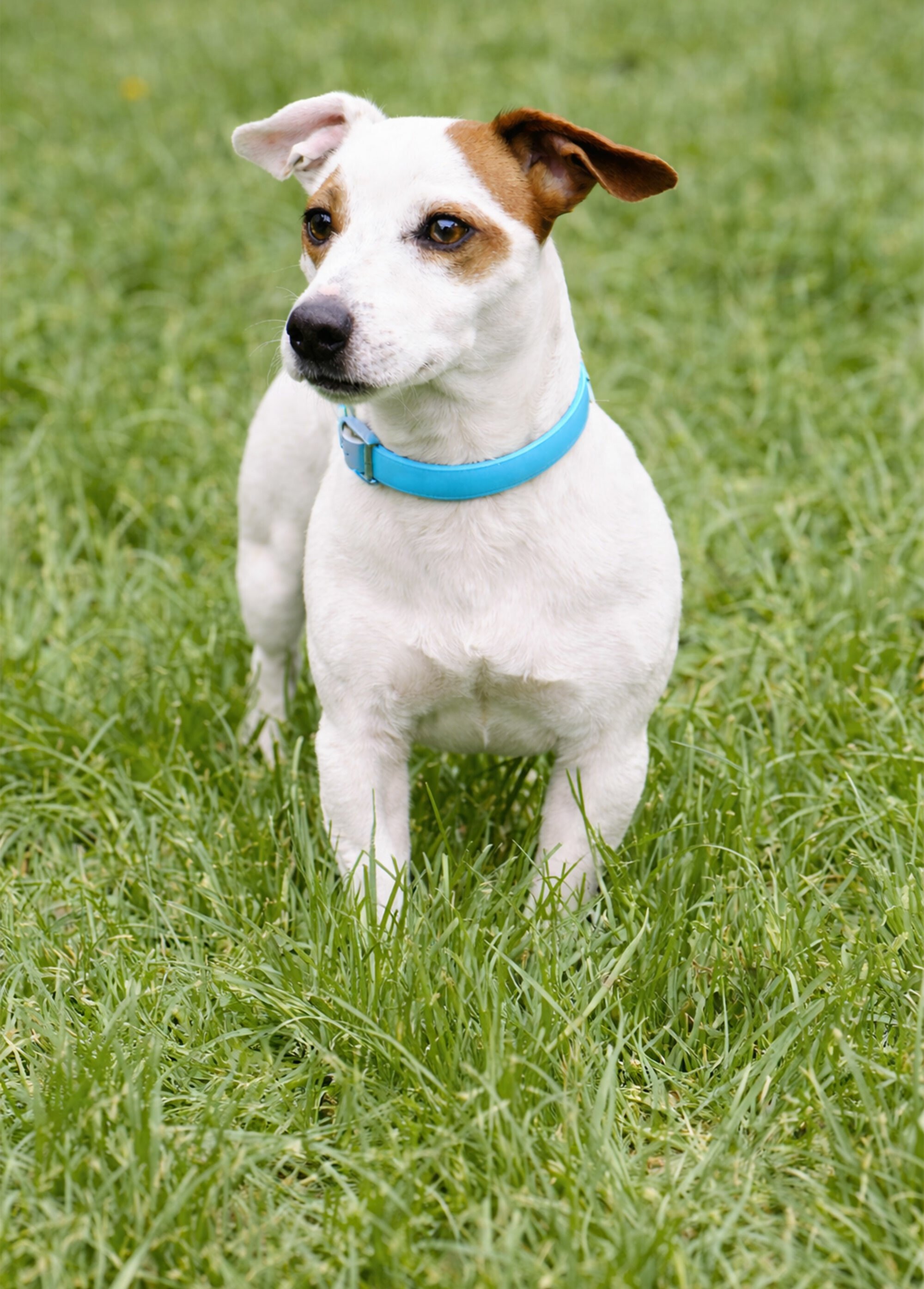 Collier fantaisie pour grand chien BLEU RIG-00005660EL SI1