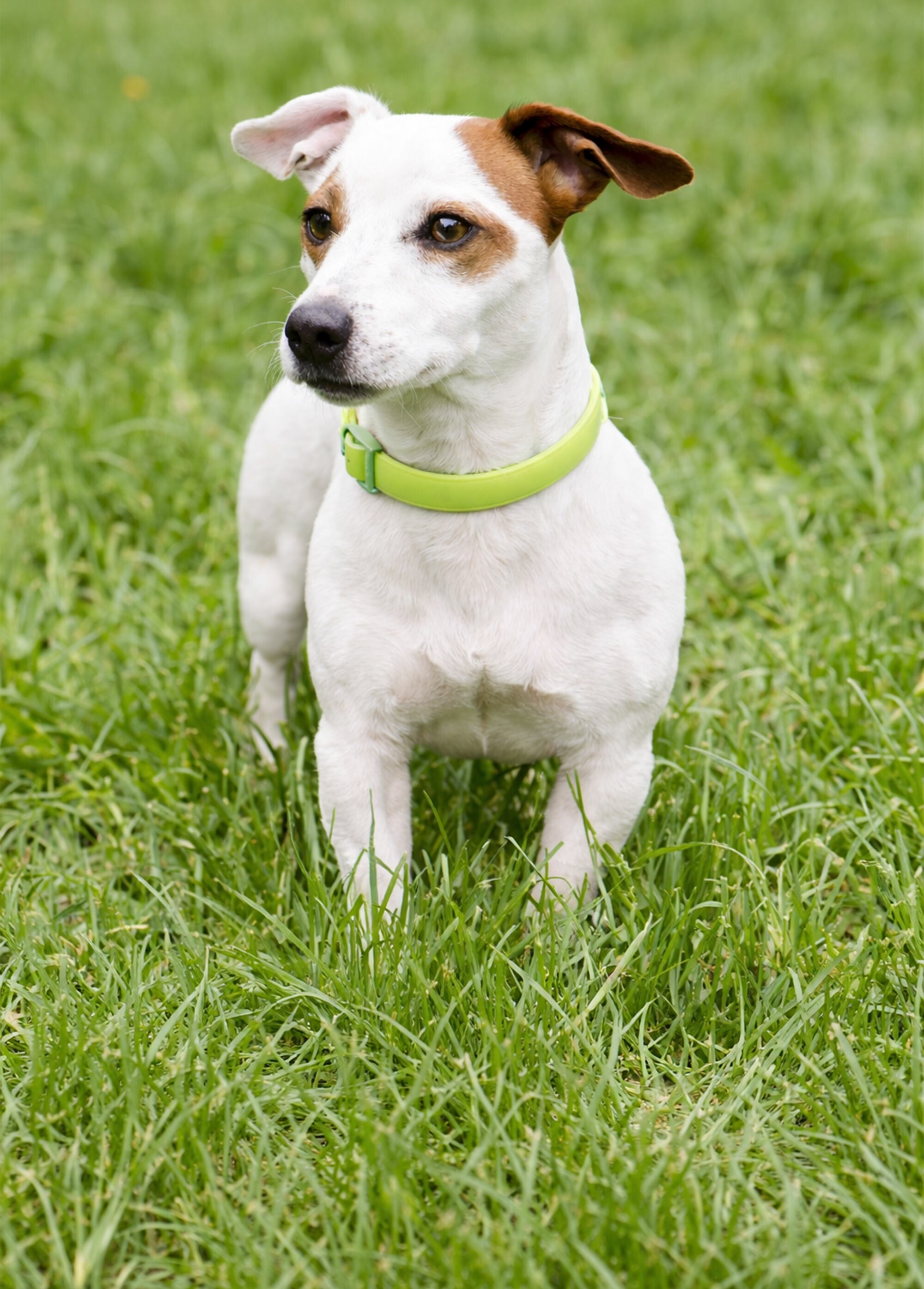 Collier fantaisie pour grand chien JAUNE RIG-00005660EL SI1