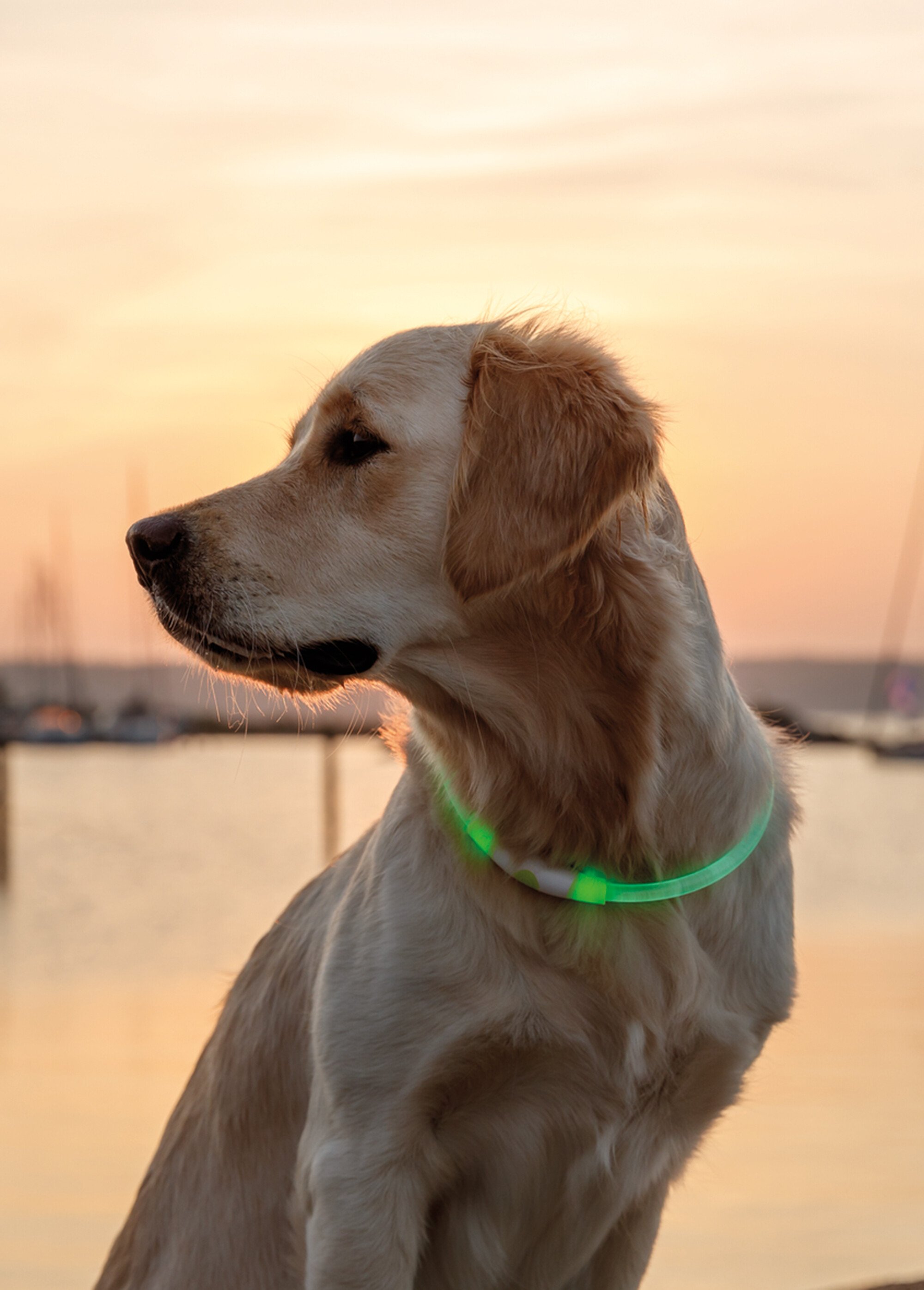 Anneau lumineux flash USB pour chien VERT TRX-12660 SI1