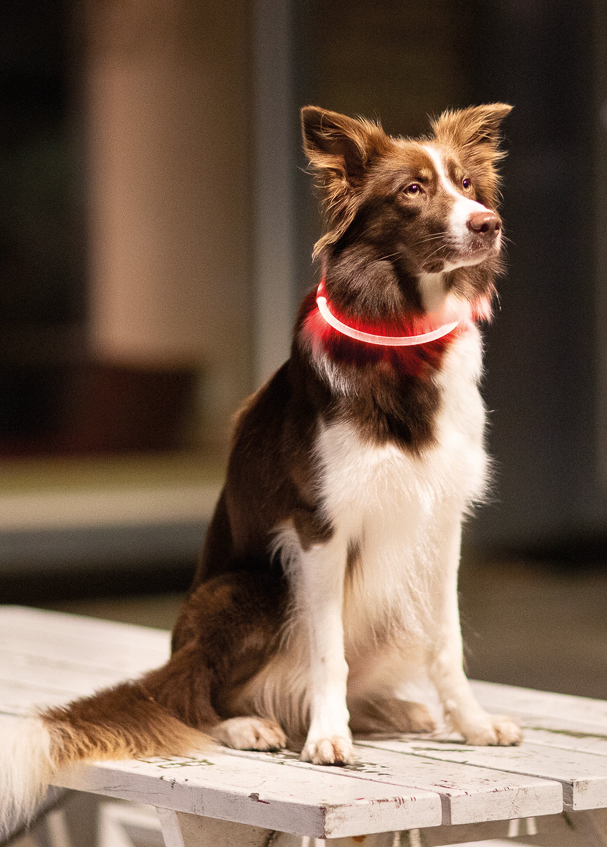 Anneau lumineux flash USB pour chien ROUGE TRX-12660 SI1