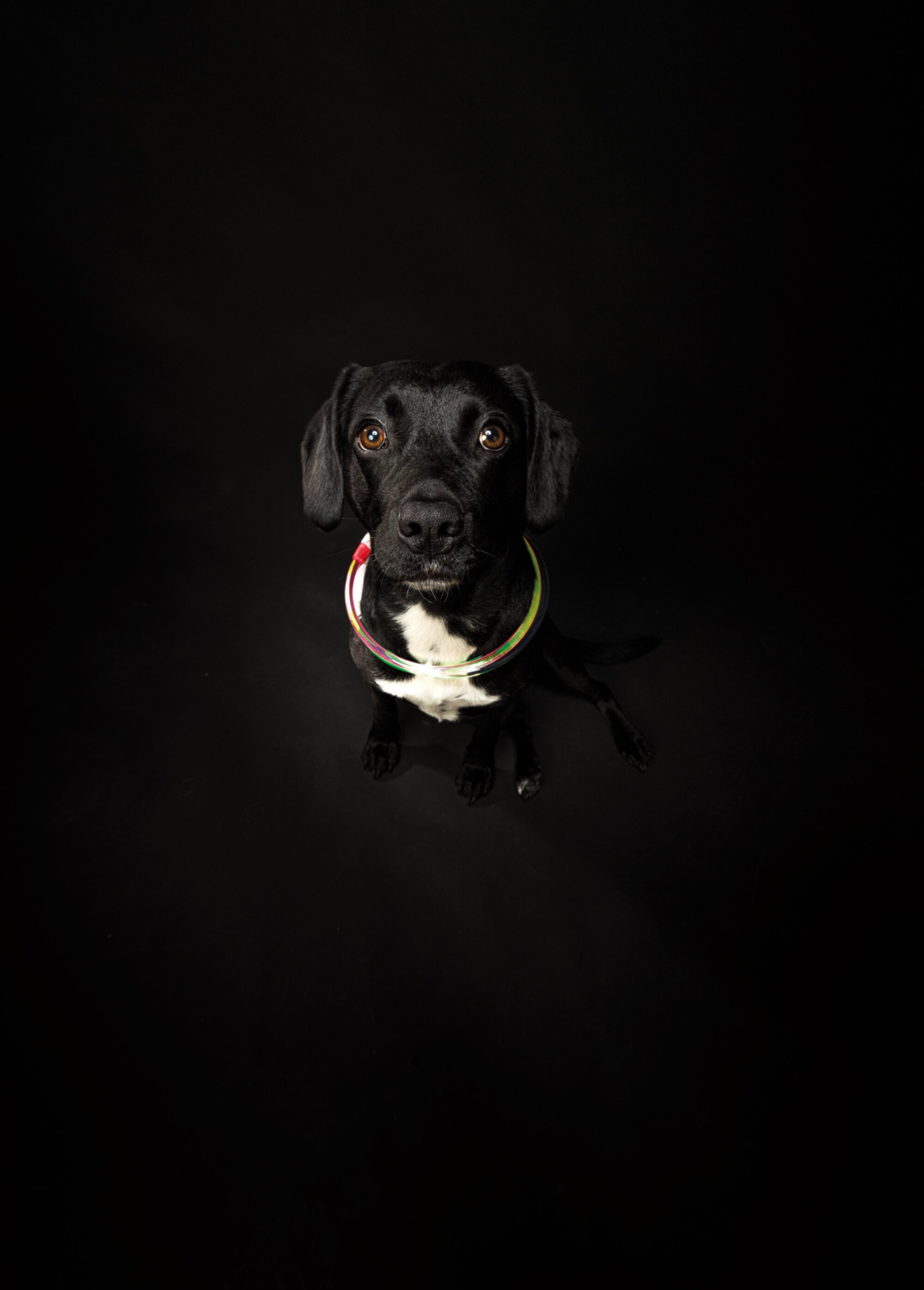 Anneau lumineux flash USB pour chien MULTICO TRX-12660 SI1