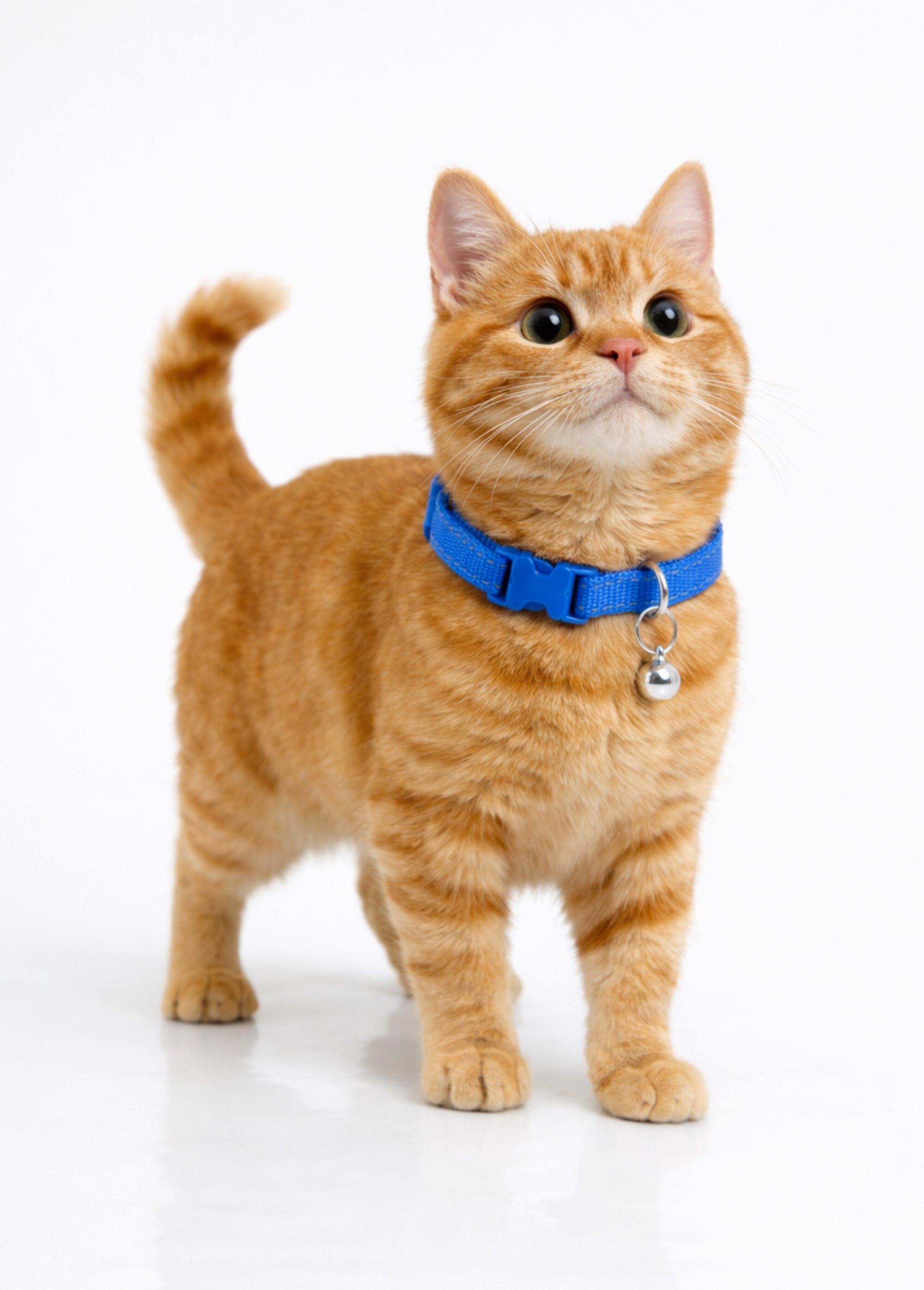 Collier réglable pour chat avec grelot BLEU RIG-00001773EL SI1