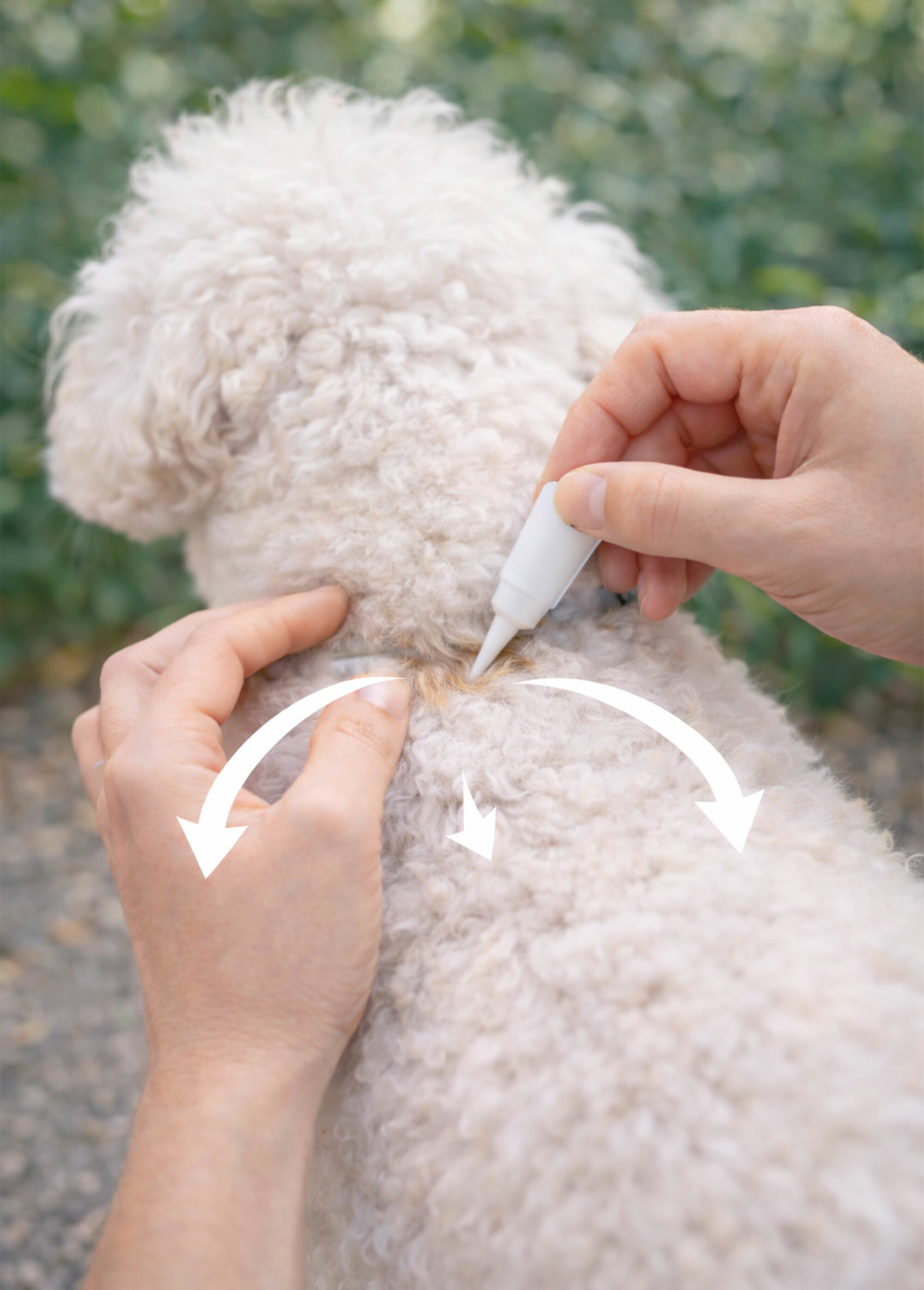 Pipettes insectifuges pour chien ou chiot BLANC RIG-100926313B SI1