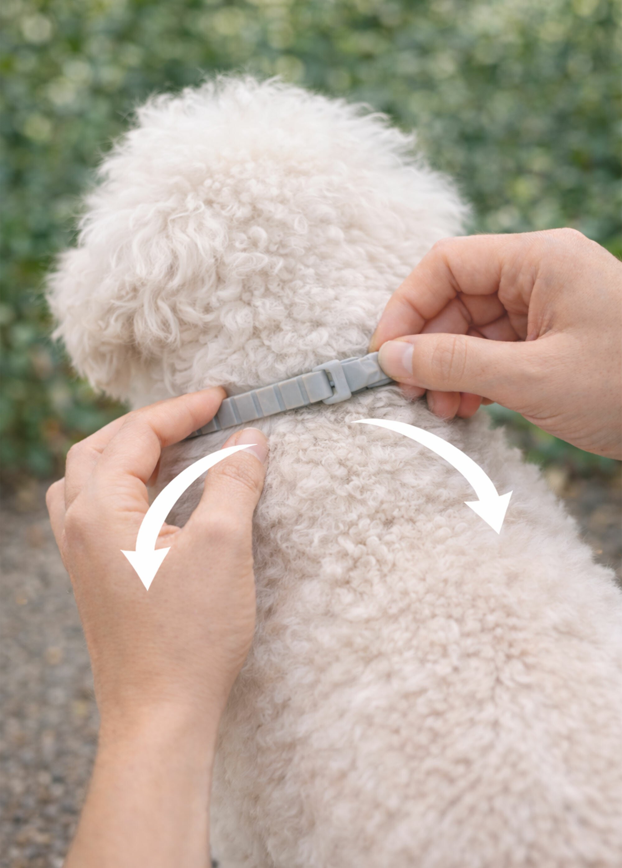 Collier insectifuge pour chien ou chiot BLANC RIG-100981051F SI1