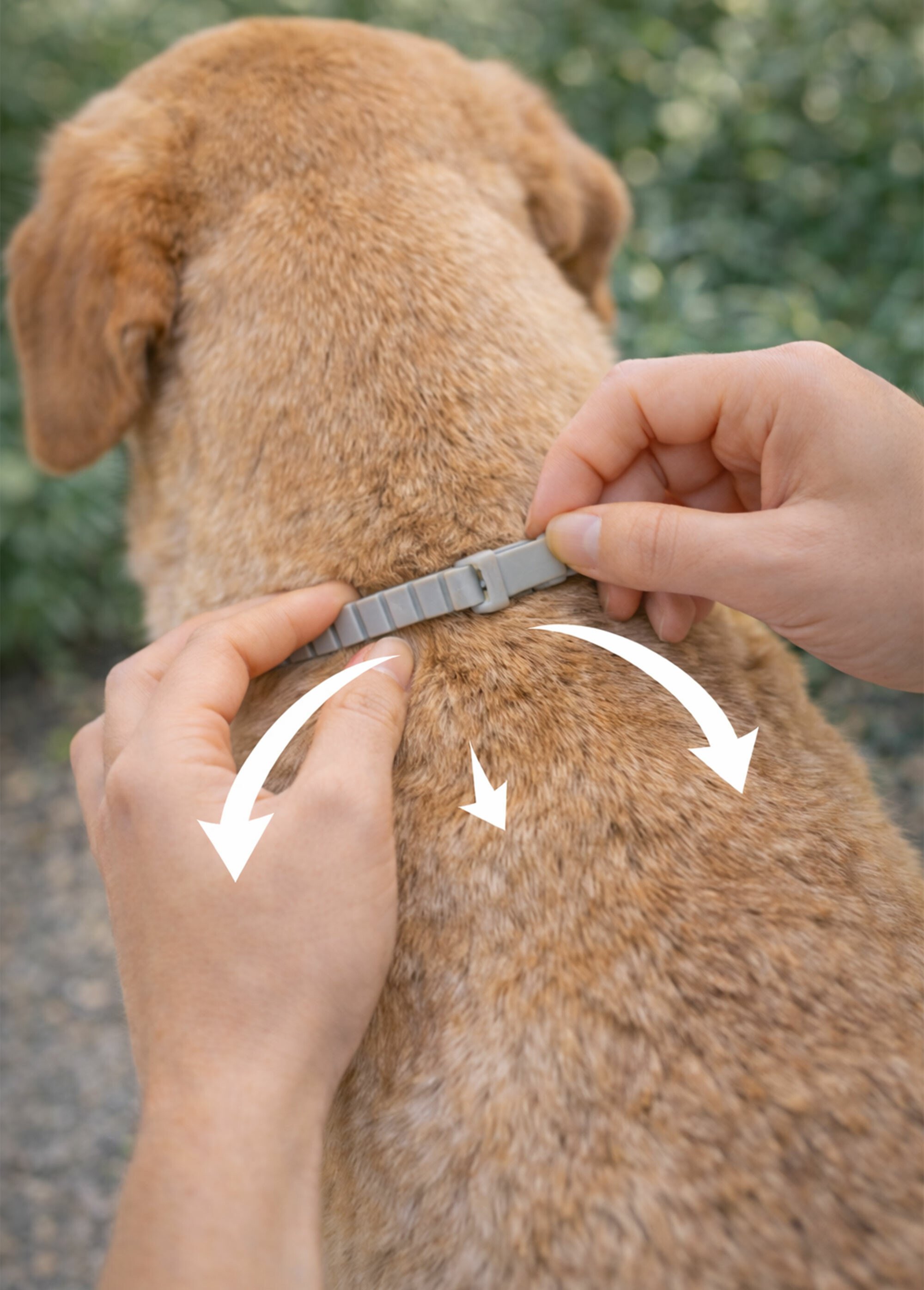 Collier insectifuge pour chien ou chiot + 20KG RIG-100981051F SI1