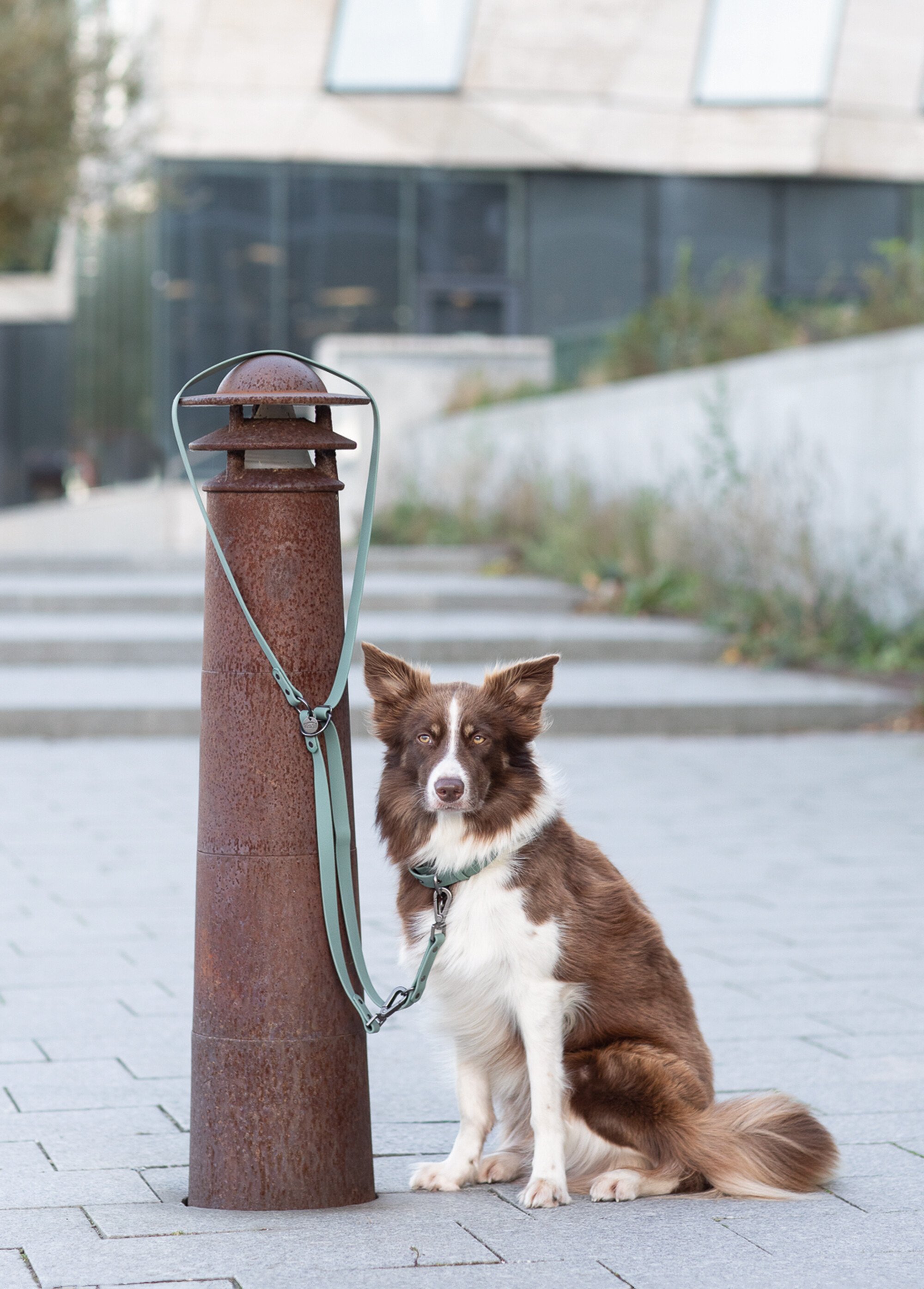 Laisse PVC réglable CITY STYLE pour chien VERT TRX-1971219 SI1