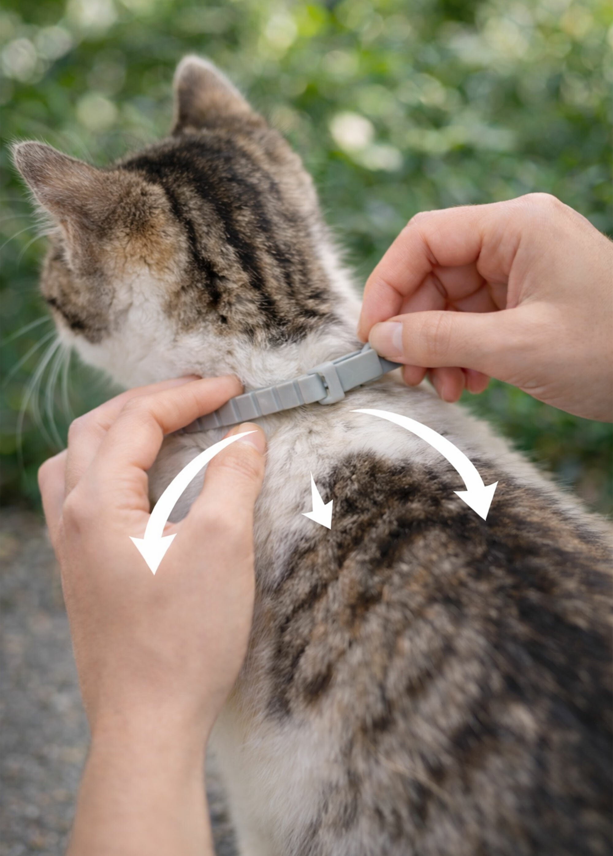 Collier insectifuge pour chat GRIS RIG-100934433B SI1