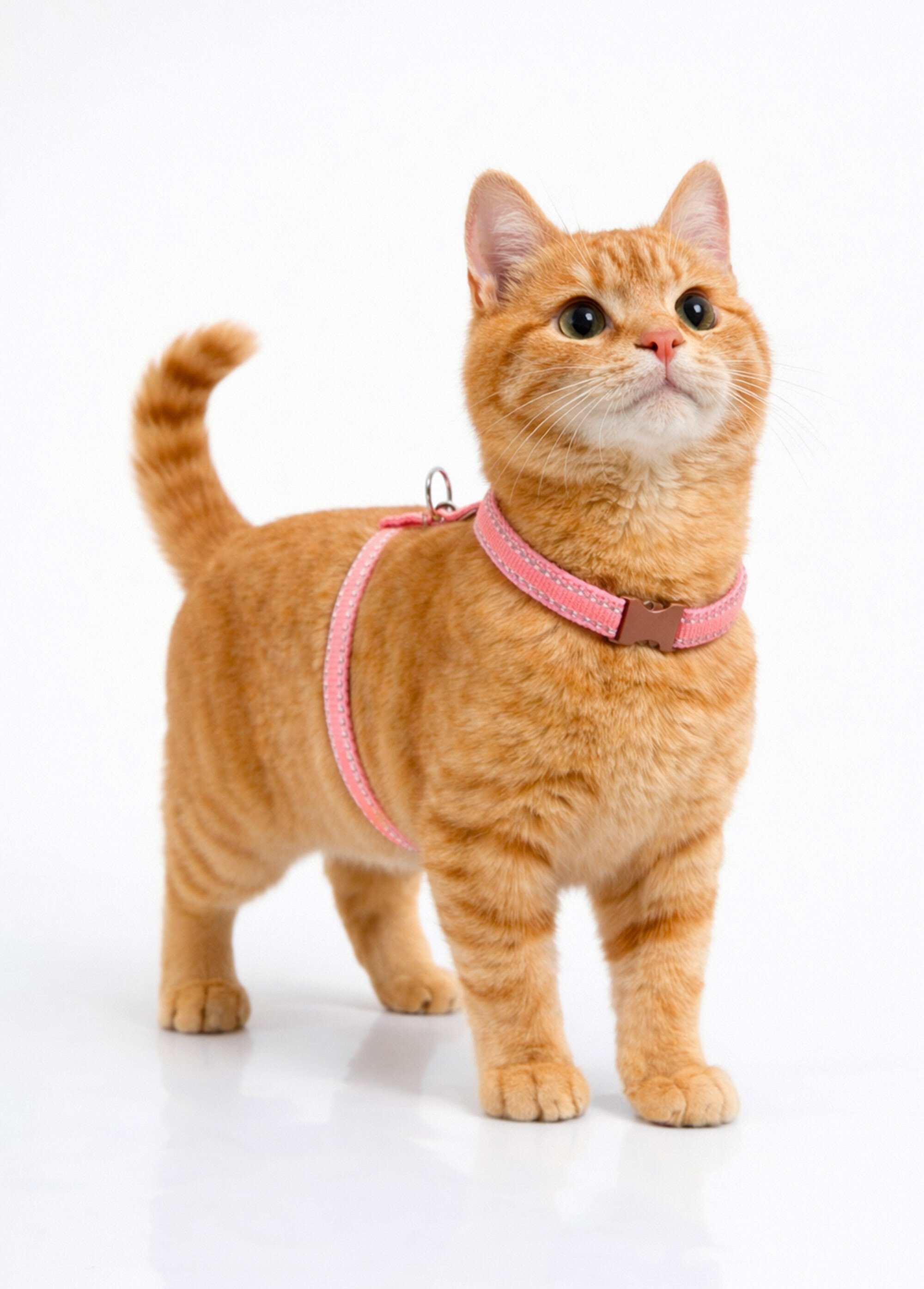 Harnais fantaisie pour chat ROSE RIG-00001748EL SI1