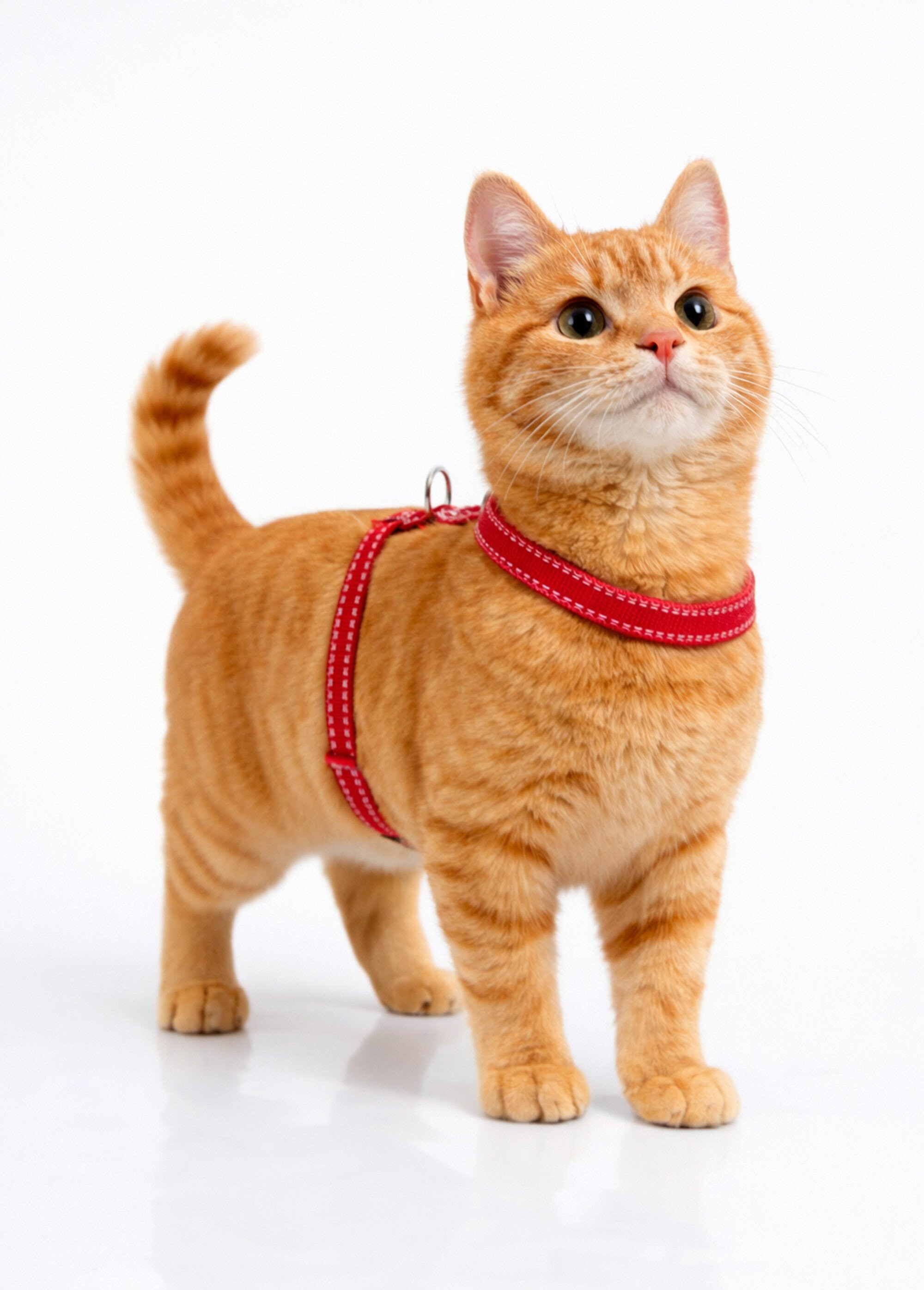 Harnais fantaisie pour chat ROUGE RIG-00001748EL SI1