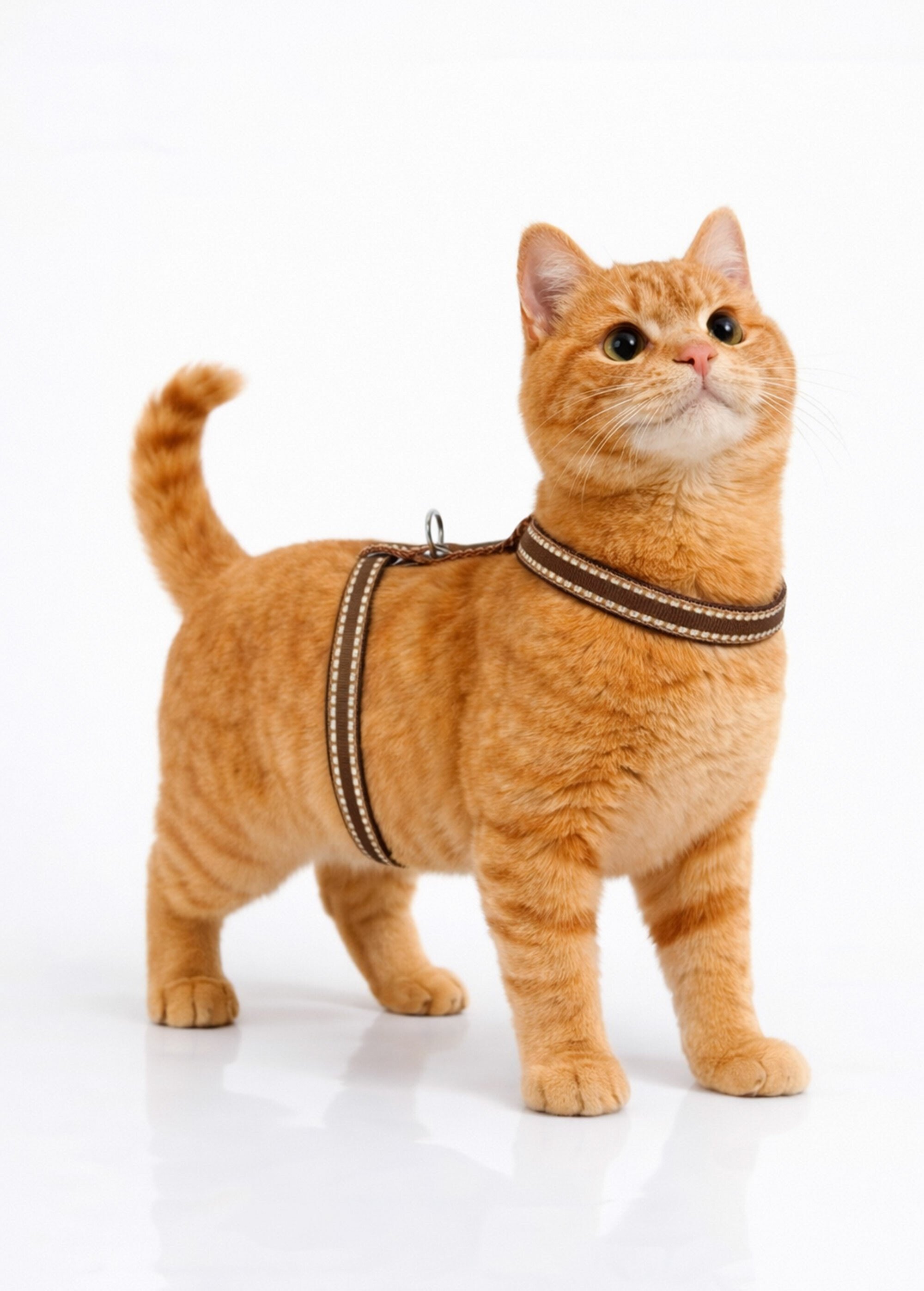Harnais fantaisie pour chat MARRON RIG-00001748EL SI1
