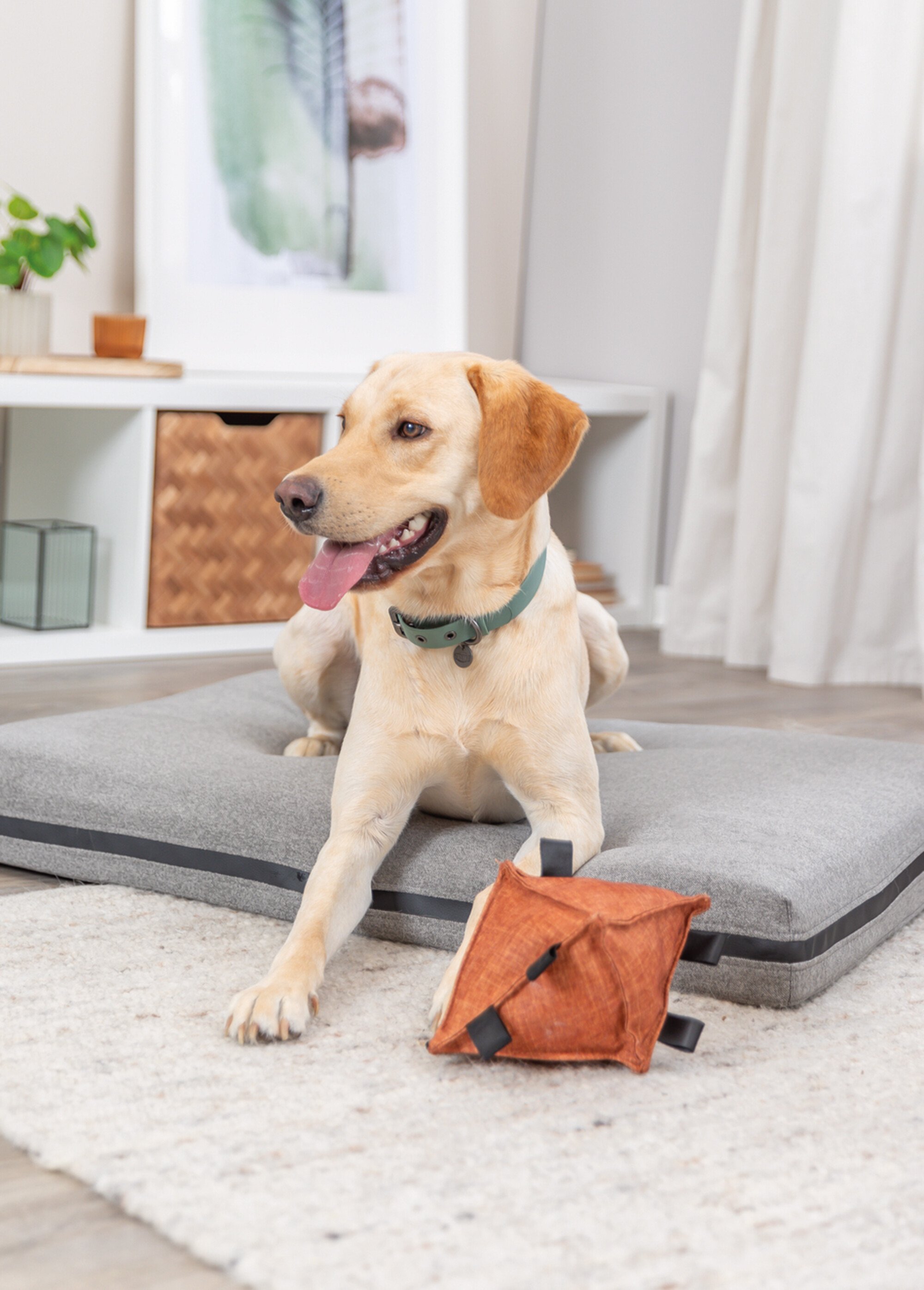 Collier en PVC CITY STYLE pour chien SAUGE TRX-1971419 SI1