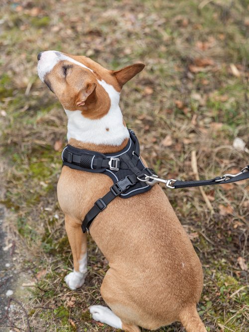 Harnais petit chien Premium FLEX MESH NOIR TRX-1989101 SI1