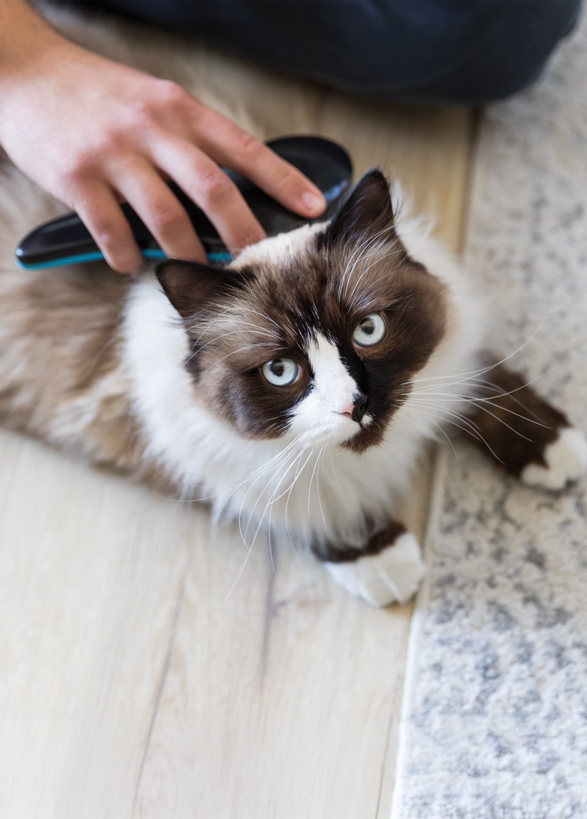 Brosse souple démêlante pour animaux BLEU TRX-24155 SI1