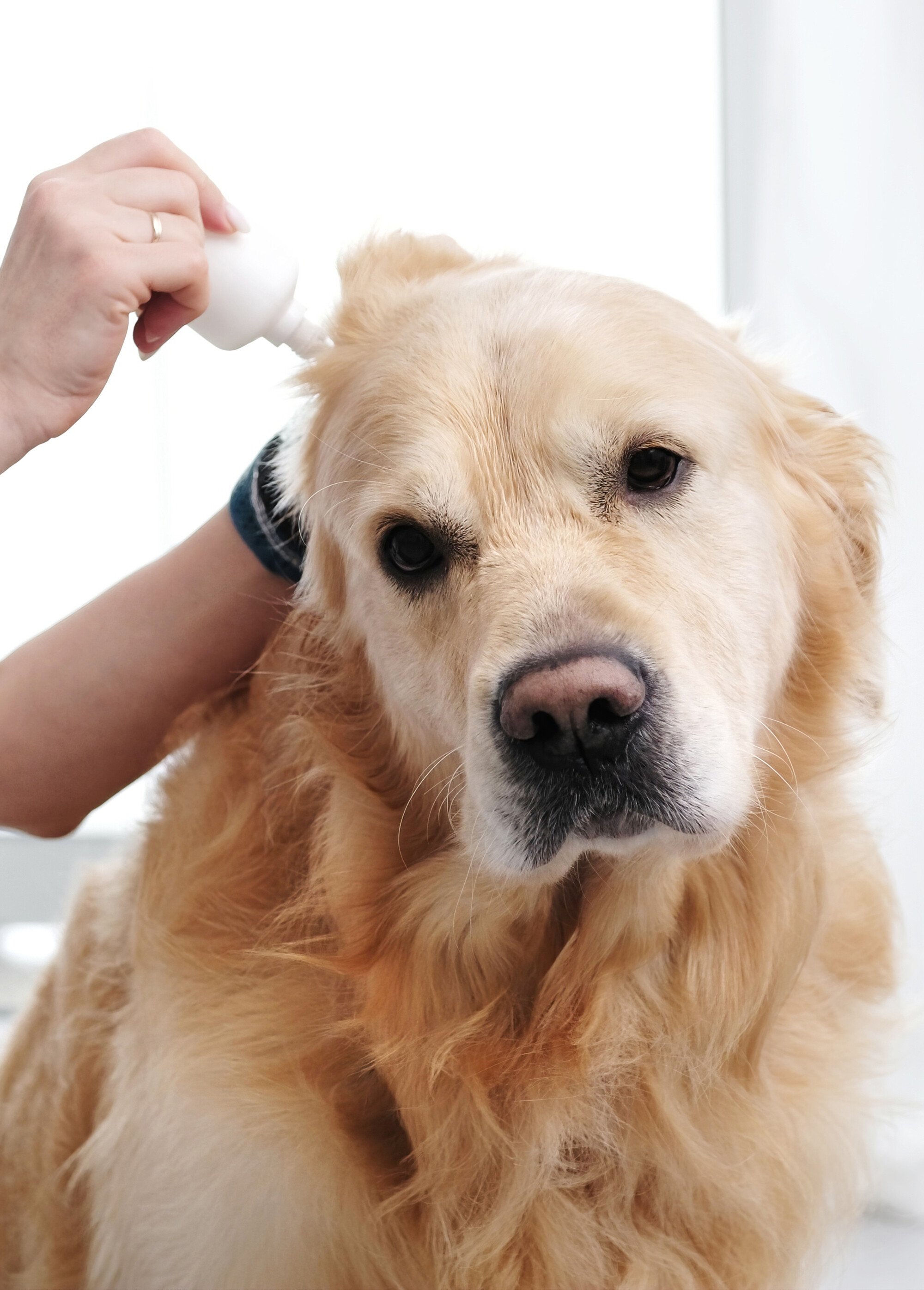 Gouttes de soin oreilles, pour animaux BLANC TRX-2547 SI1