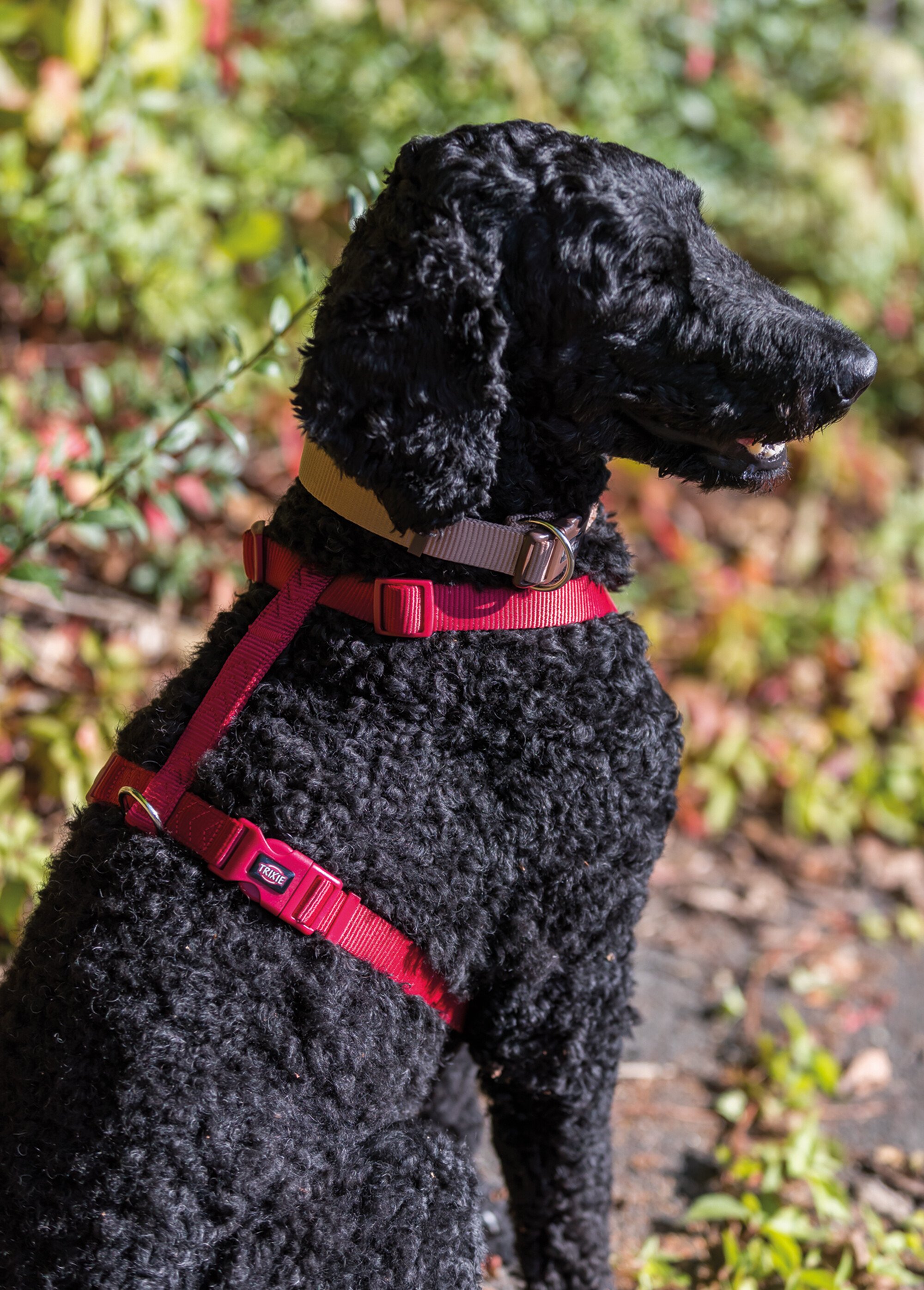 Harnais sangle Premium pour chien ROUGE TRX-204801 SI1