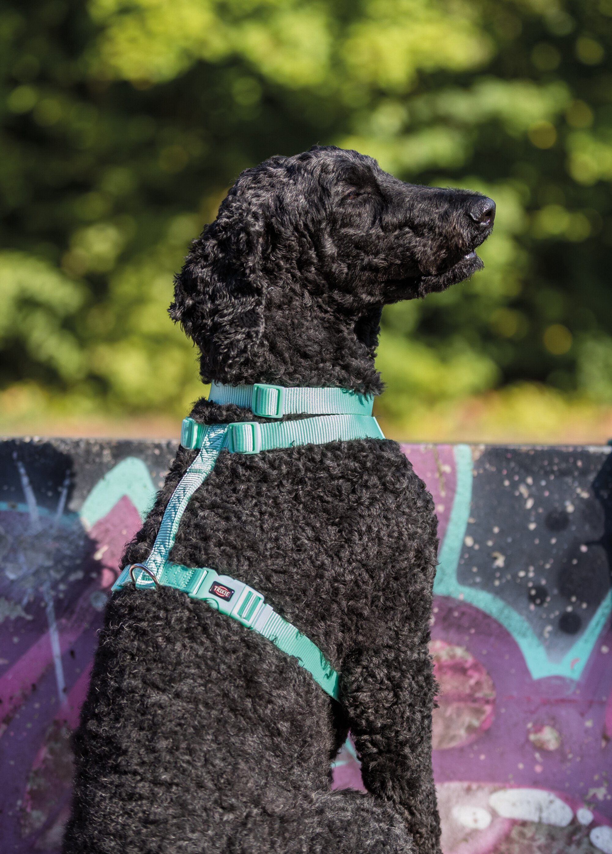 Harnais sangle Premium pour chien VERT TRX-204801 SI1