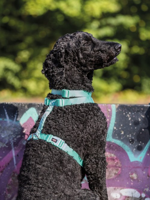 Harnais sangle Premium pour chien VERT TRX-204801 SI1