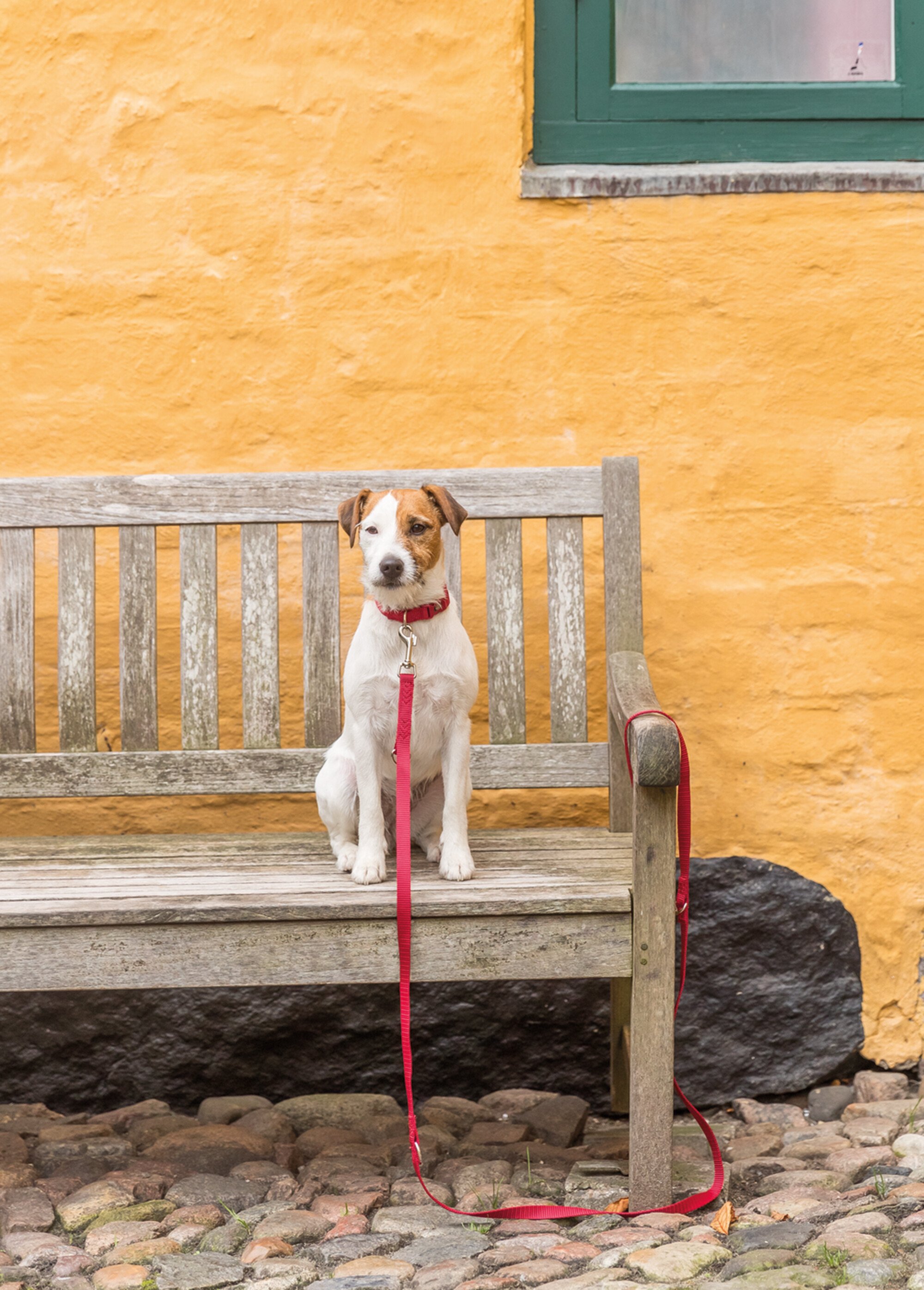 Laisse réglable Premium pour chien ROUGE TRX-200401 SI1