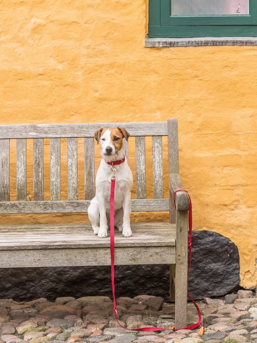 Laisse réglable Premium pour chien ROUGE TRX-200401 SI1