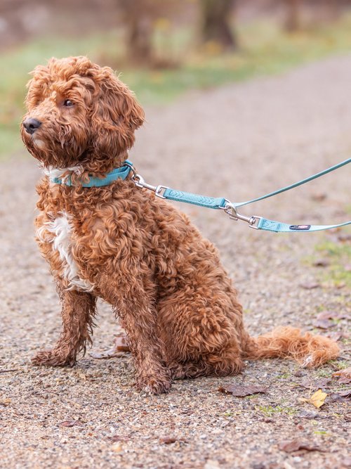 Laisse réglable Premium pour chien VERT TRX-200401 SI1