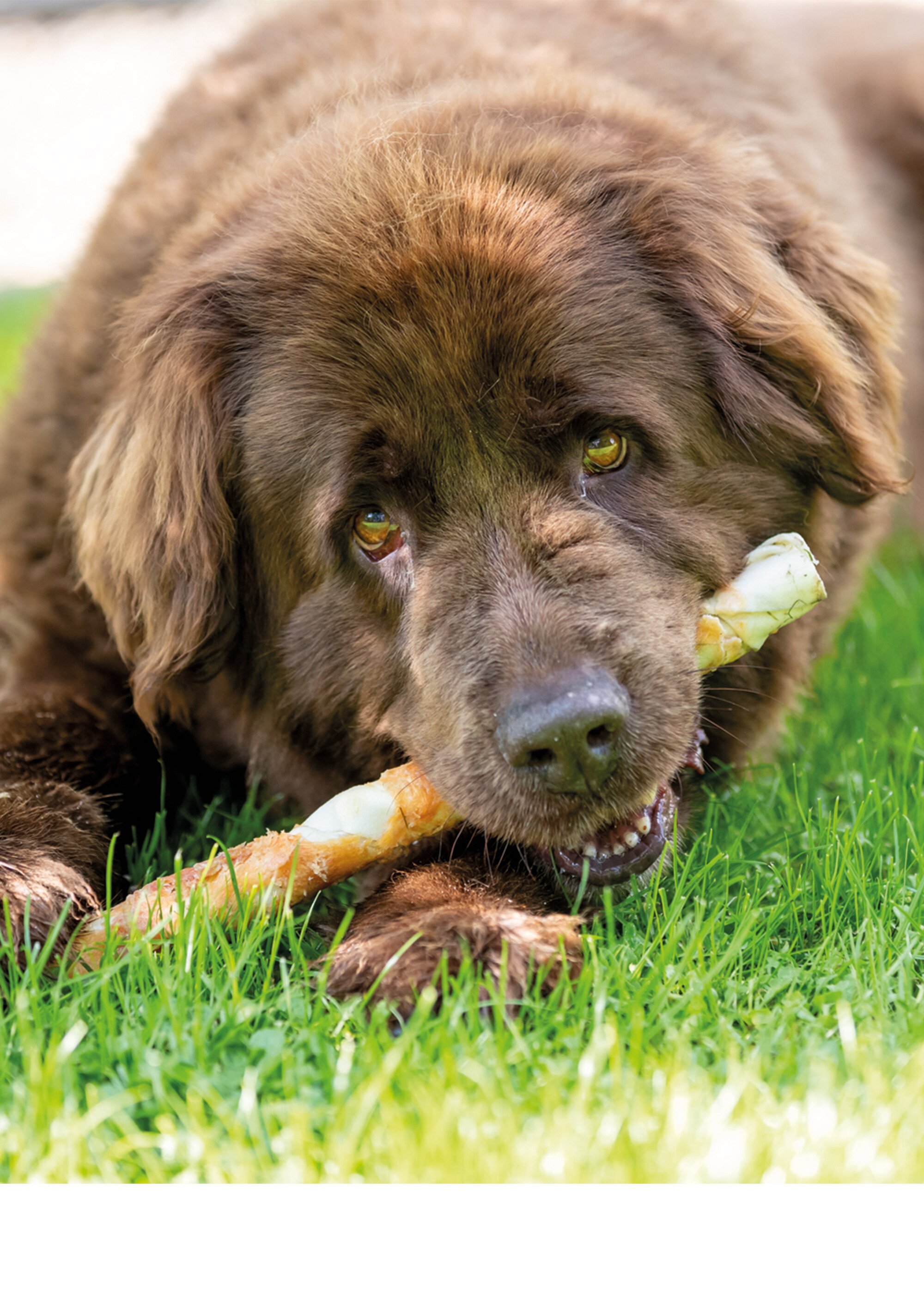 Friandises poulet DENTA FUN pour chien x6 BEIGE TRX-31325 SI1