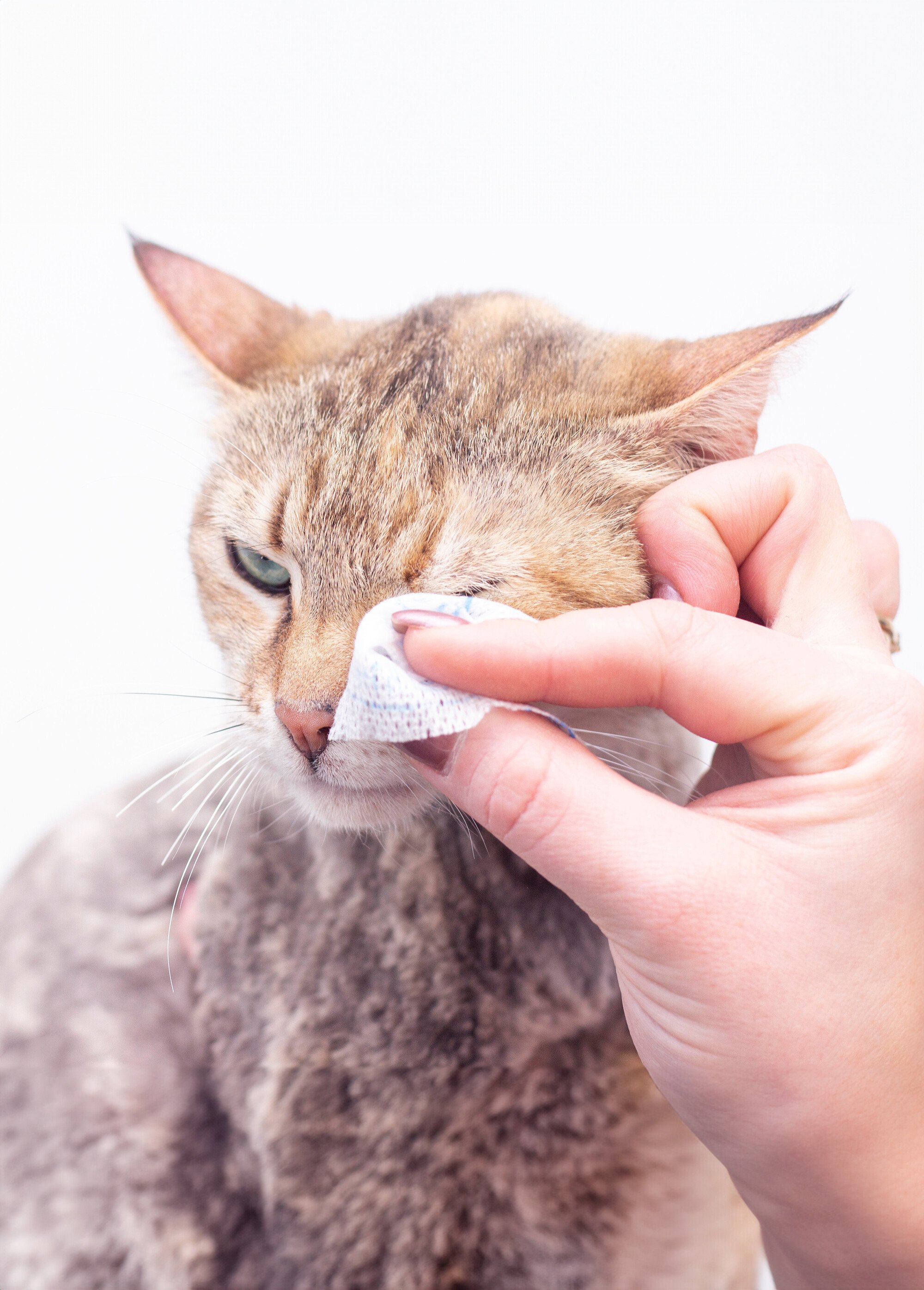 Lingettes yeux Aloe vera, pour animaux BLANC TRX-29418 SI1