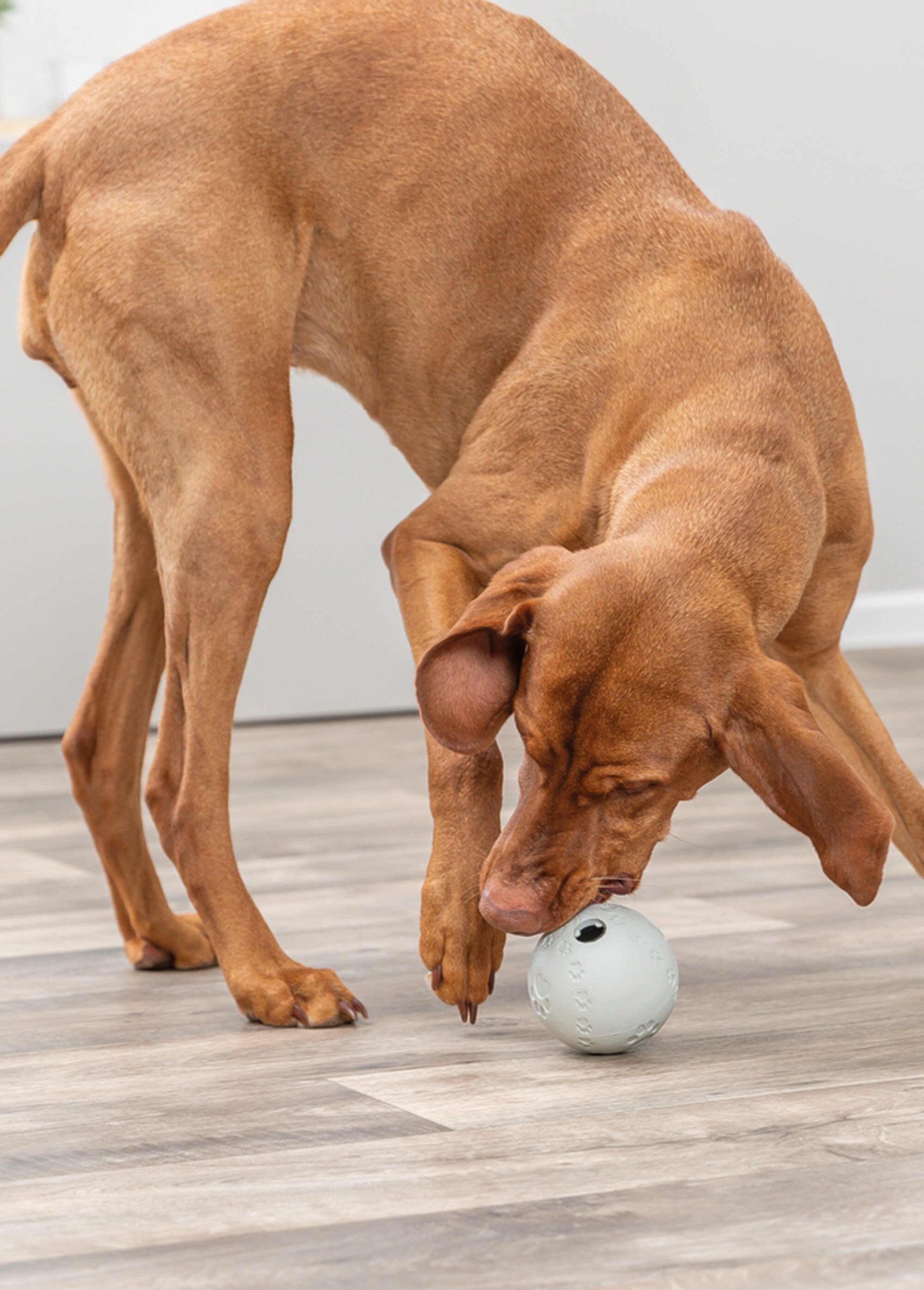 Balle de jeu pour snacks, pour chien GRIS TRX-34942 DE1