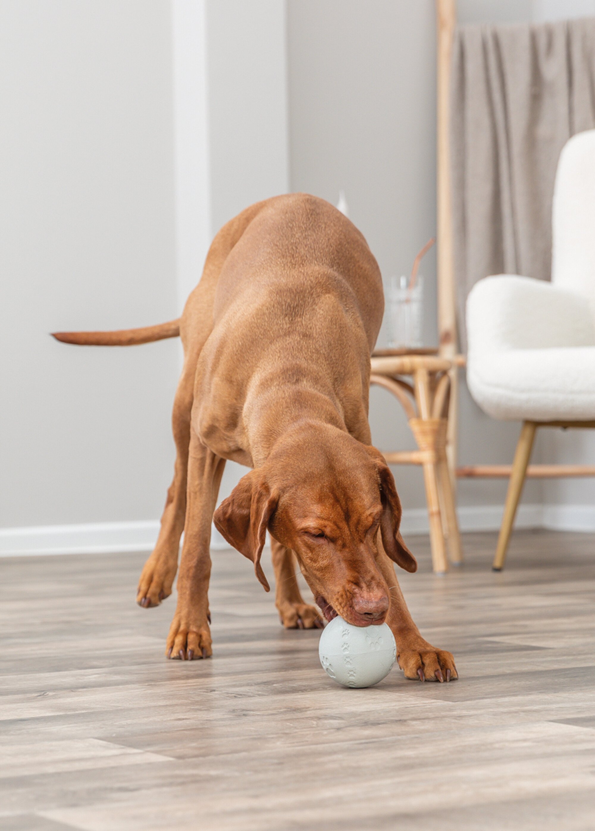 Balle de jeu pour snacks, pour chien GRIS TRX-34942 SI1