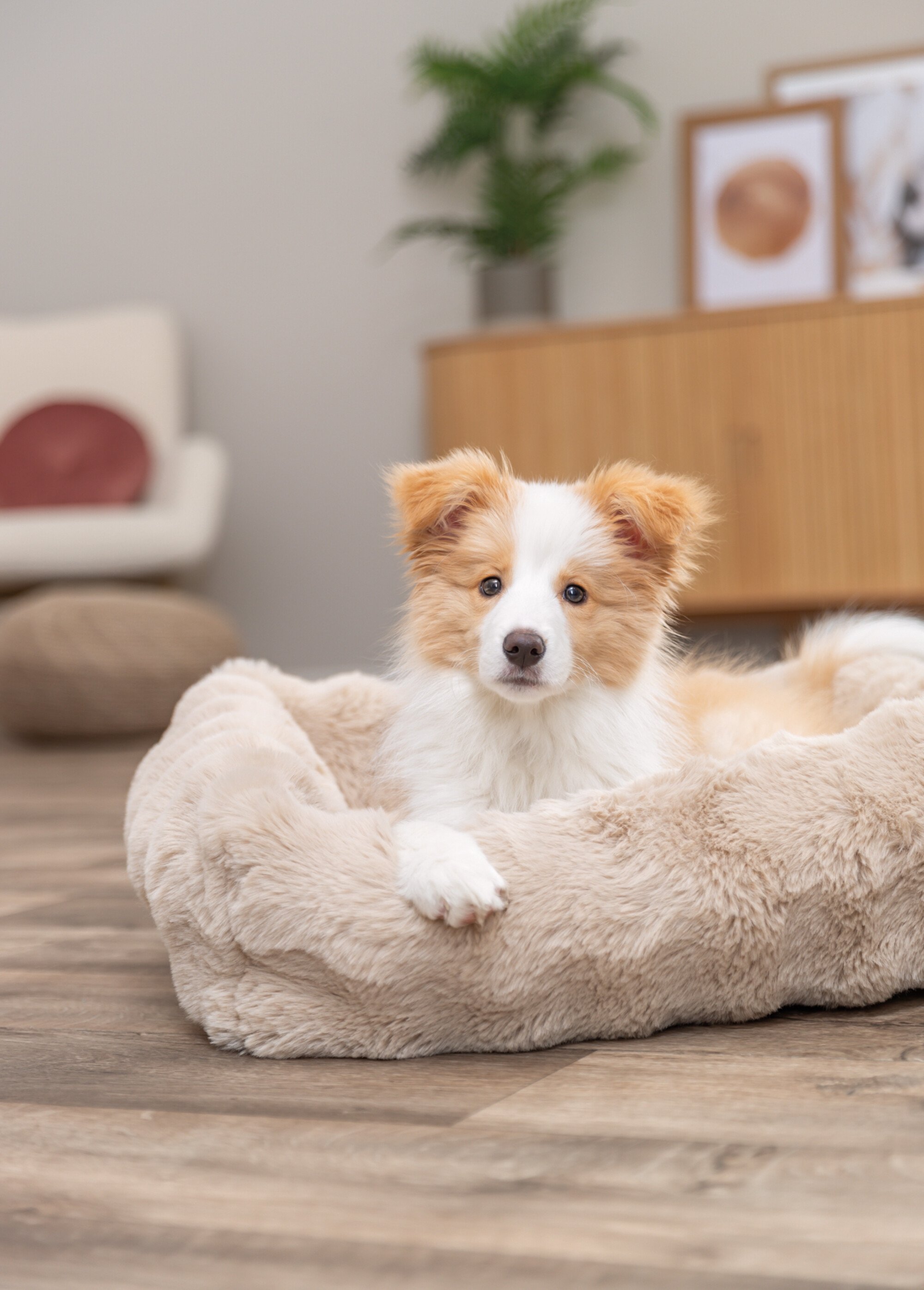 Lit rembourré clair ELLI, pour animaux BEIGE TRX-374080 SI1