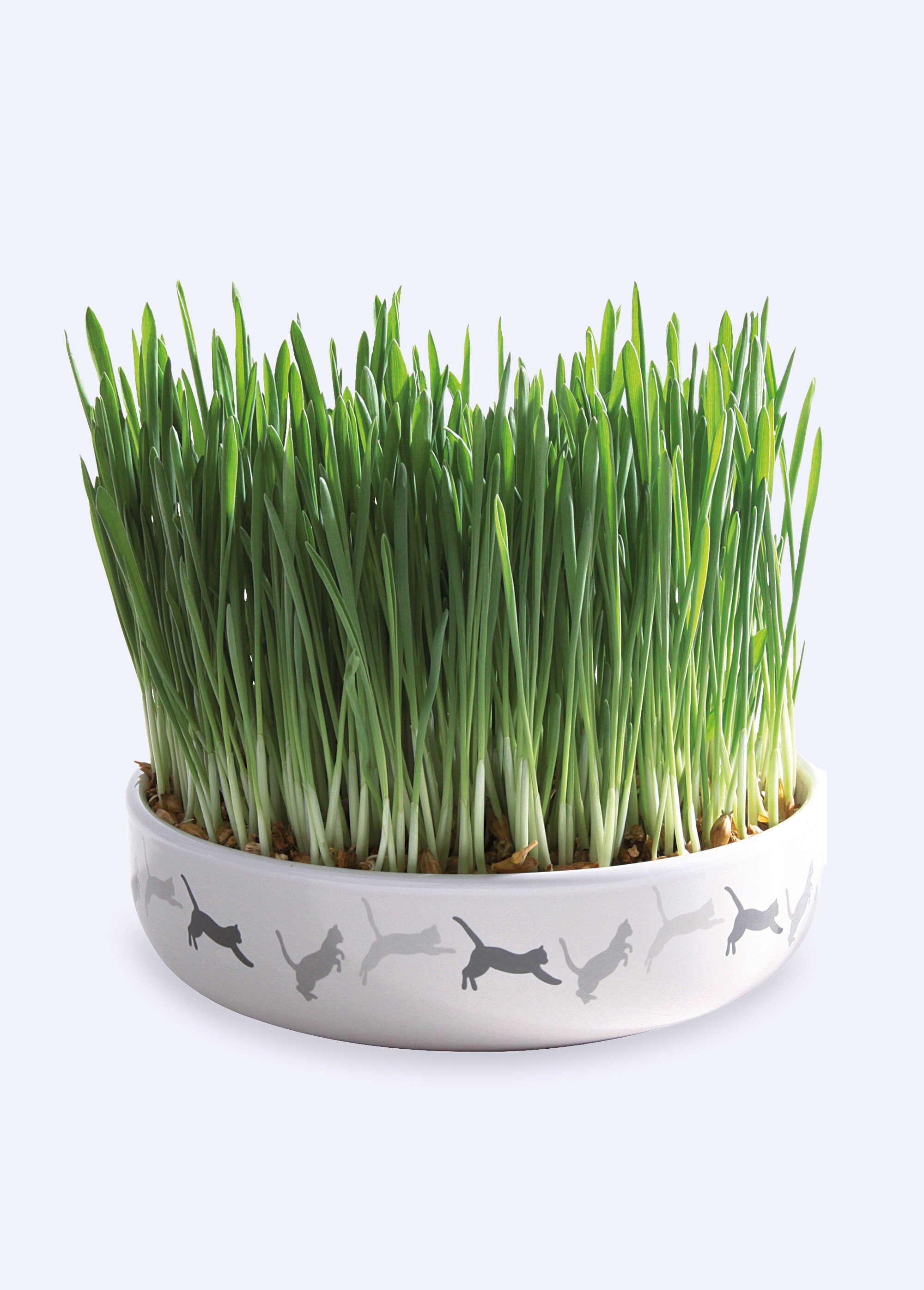 Gamelle céramique avec herbe à chat BLANC TRX-42341 FA1