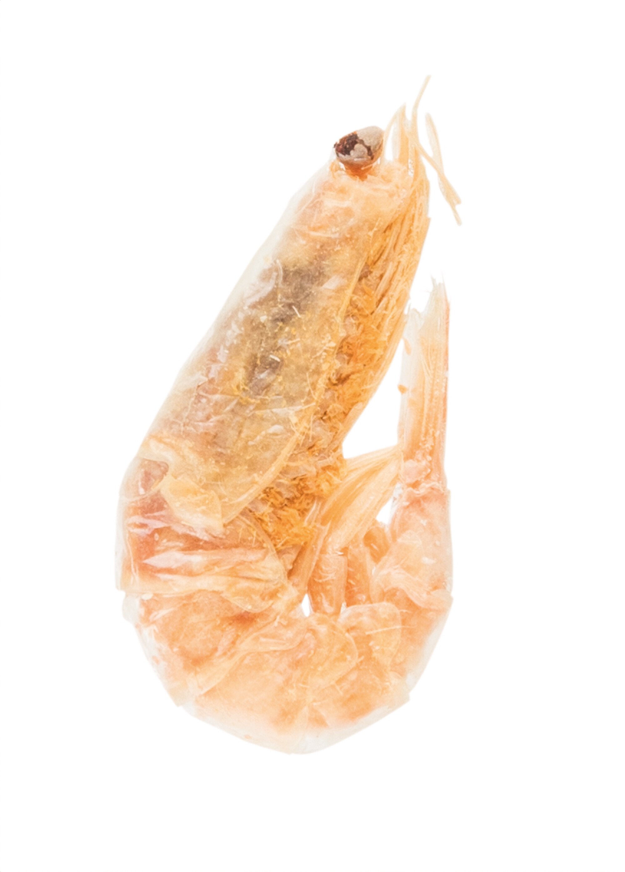 Crevettes lyophylisées PREMIO, pour chat BEIGE TRX-42755 DE1