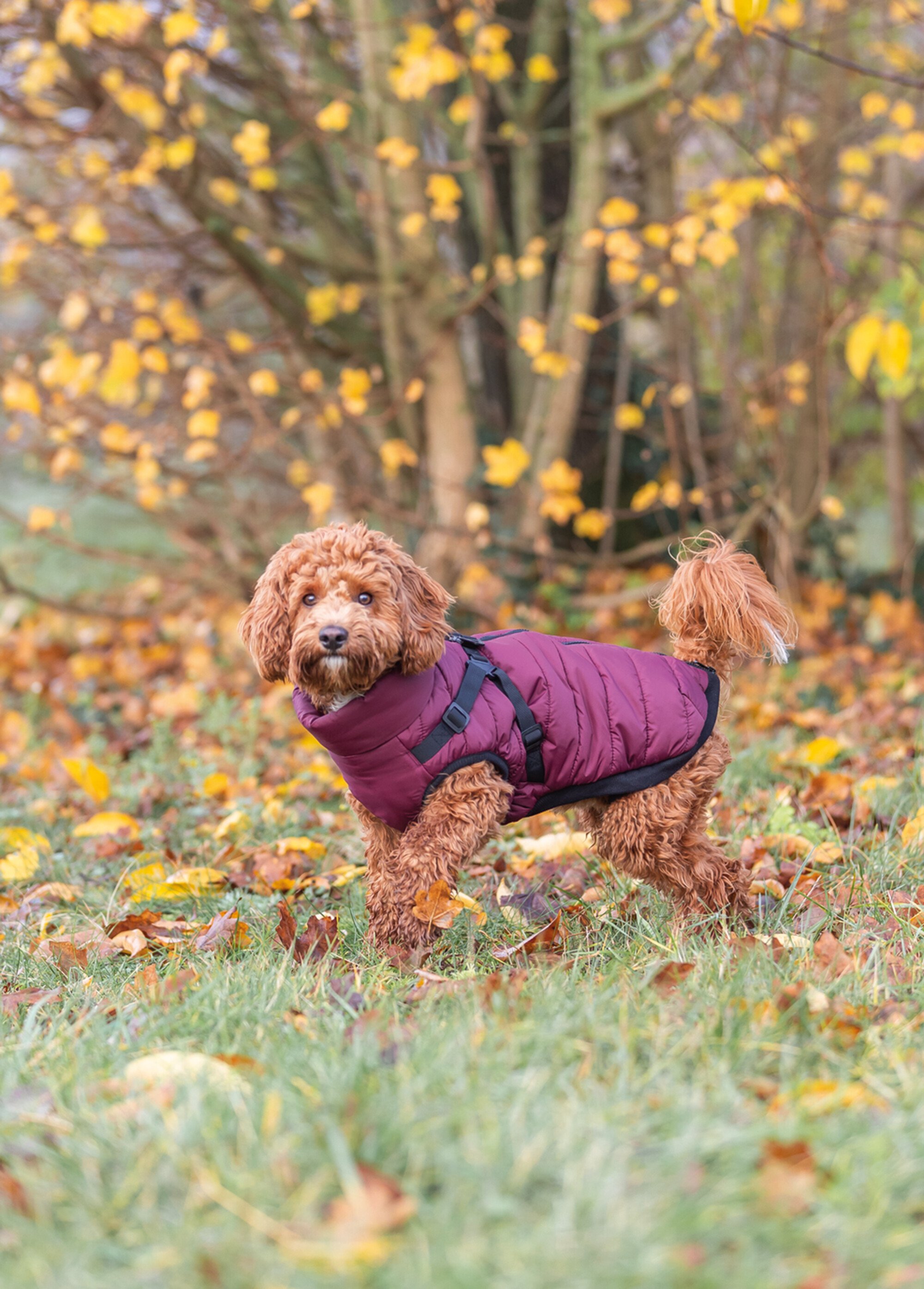Manteau chaud avec harnais, pour chien SANGRIA TRX-680390 SI1