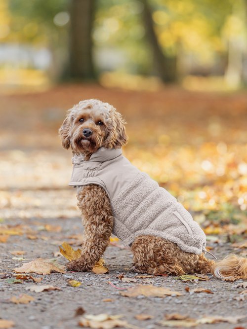 Manteau chaud déperlant pour chien GRIS TRX-680522 SI1