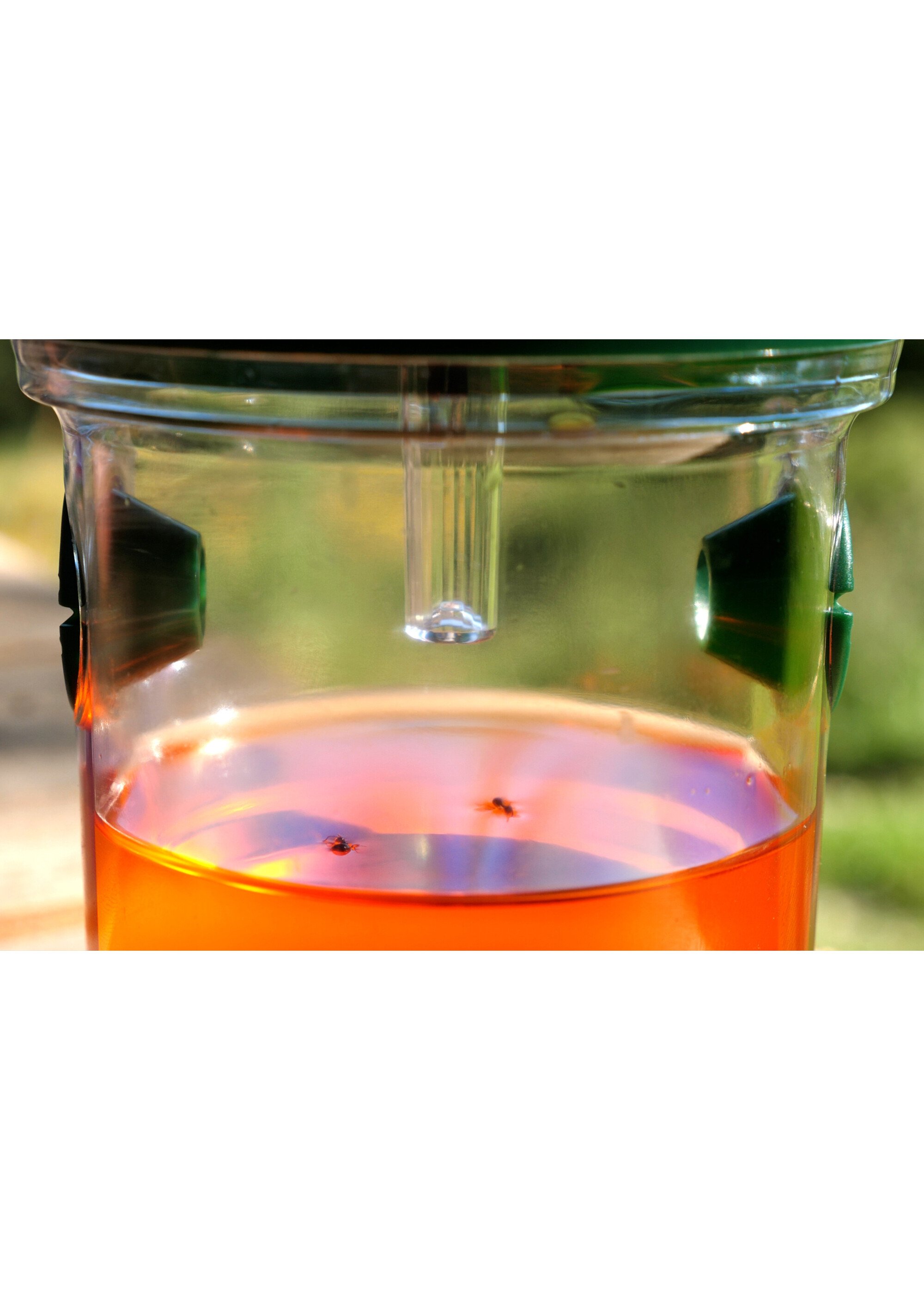 Piège anti insectes écologique