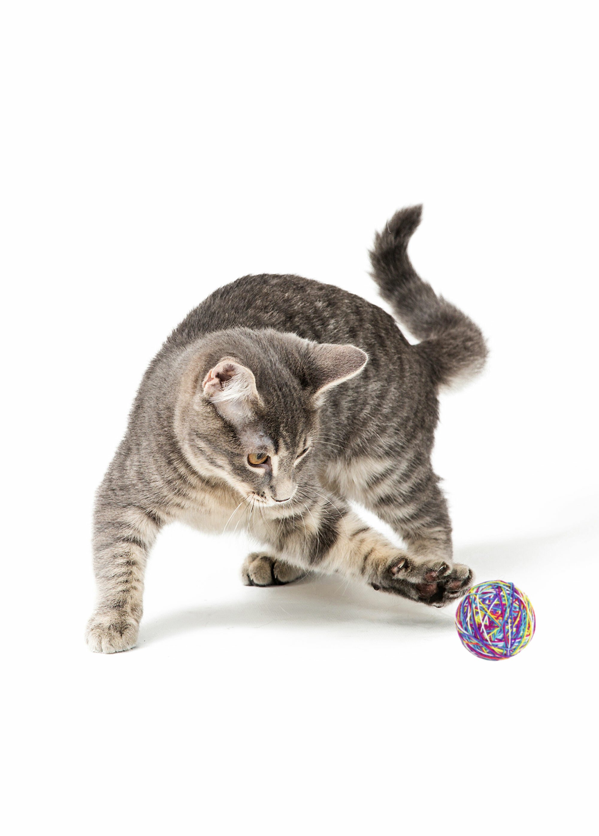 Jouet balle pelote laine pour chat