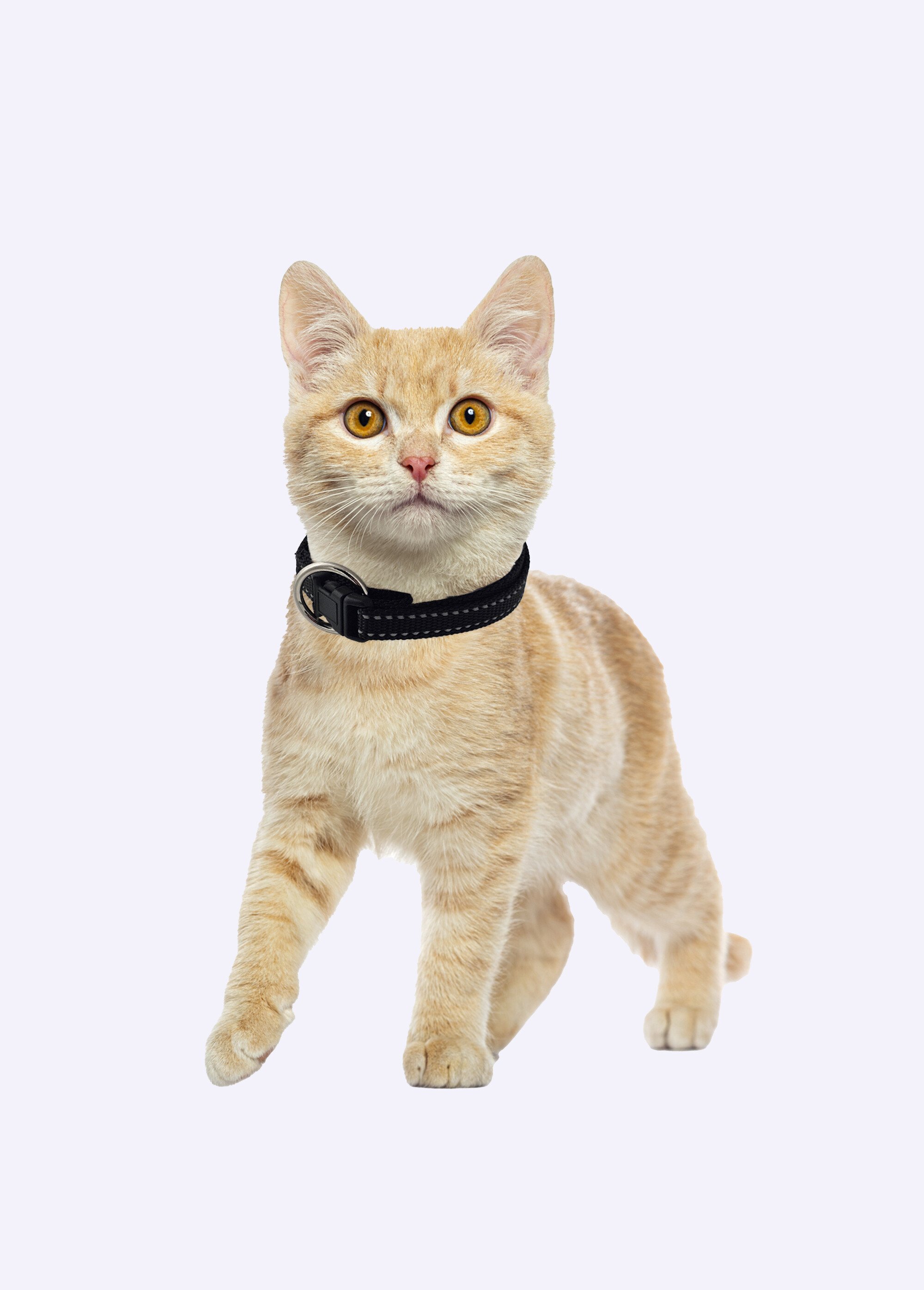 Collier réfléchissant pour animaux