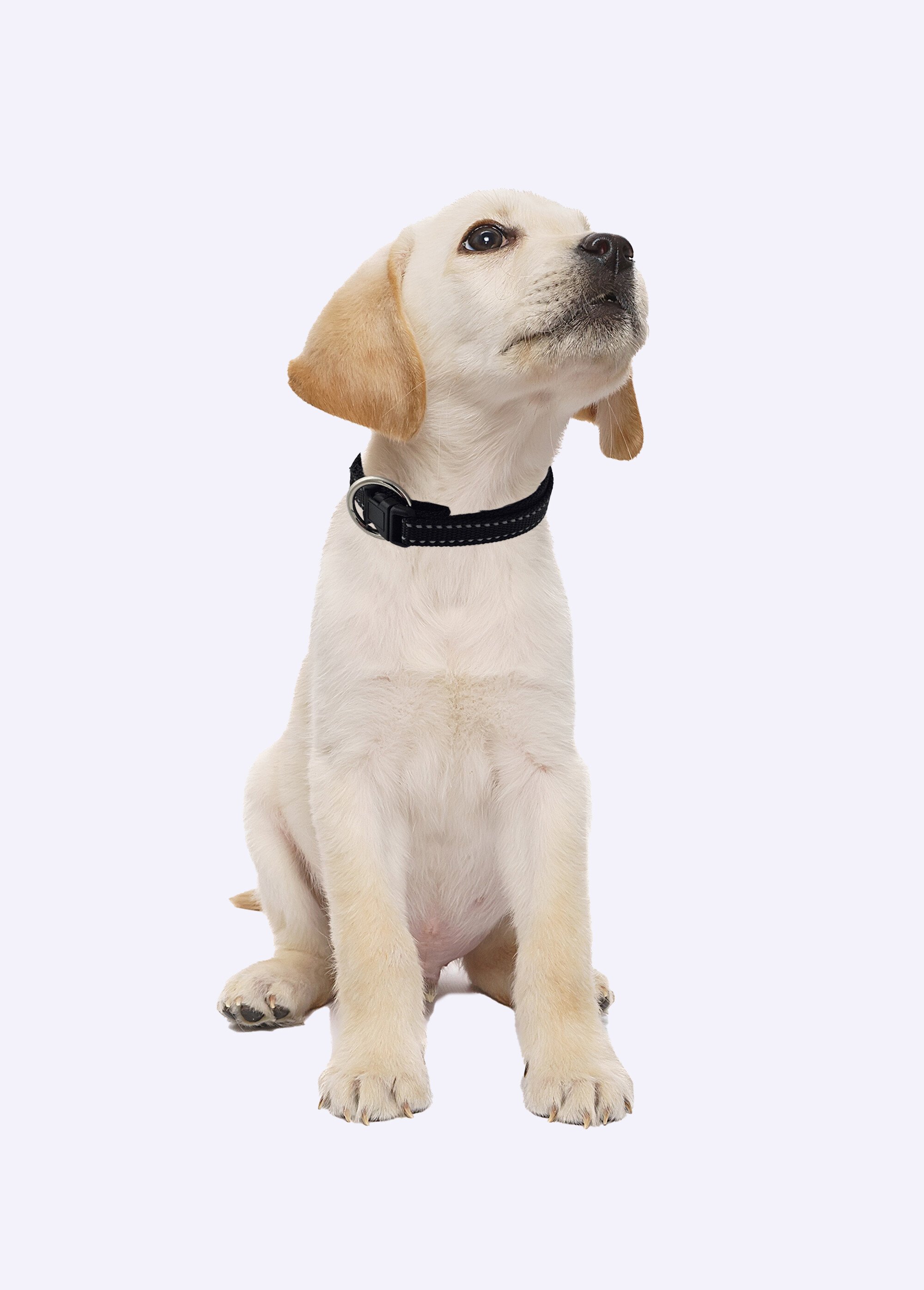 Collier réfléchissant pour animaux