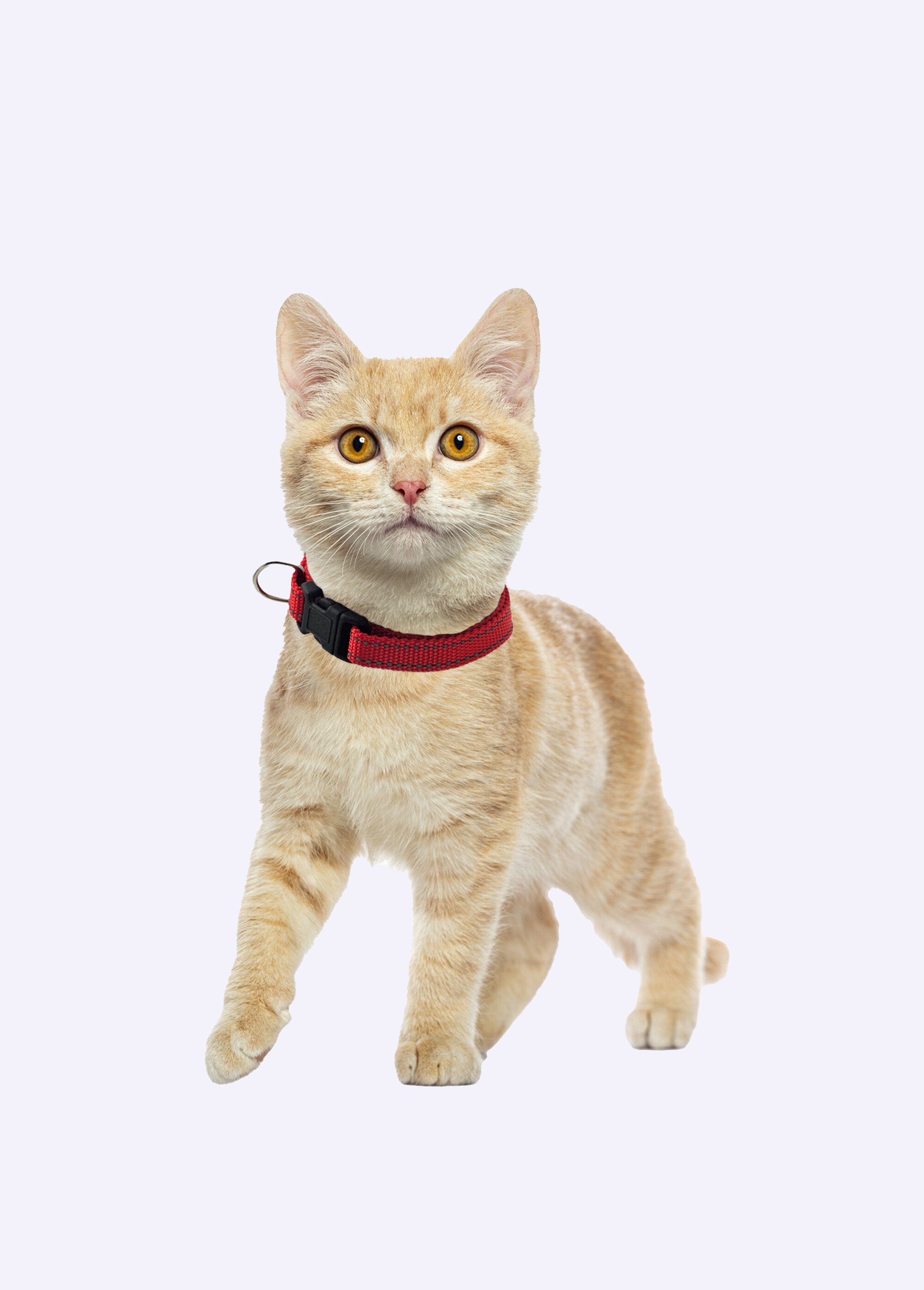 Collier réfléchissant pour animaux