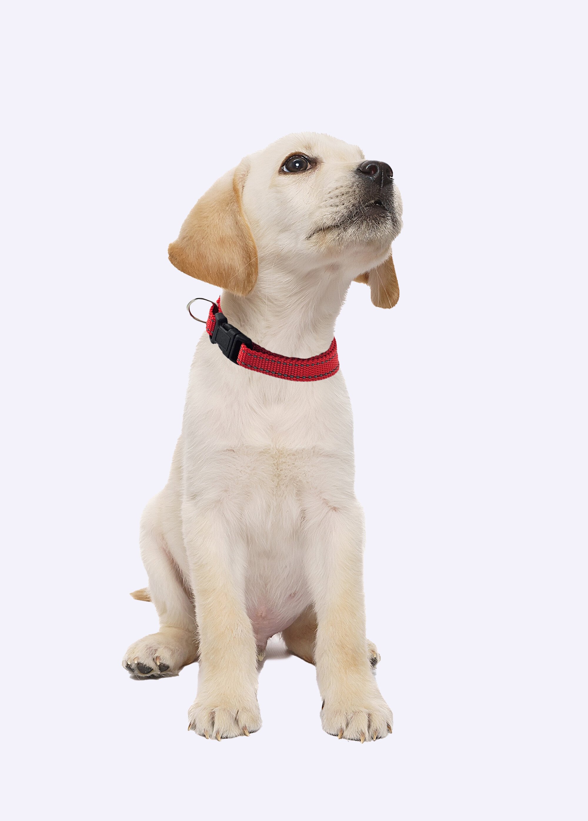 Collier réfléchissant pour animaux